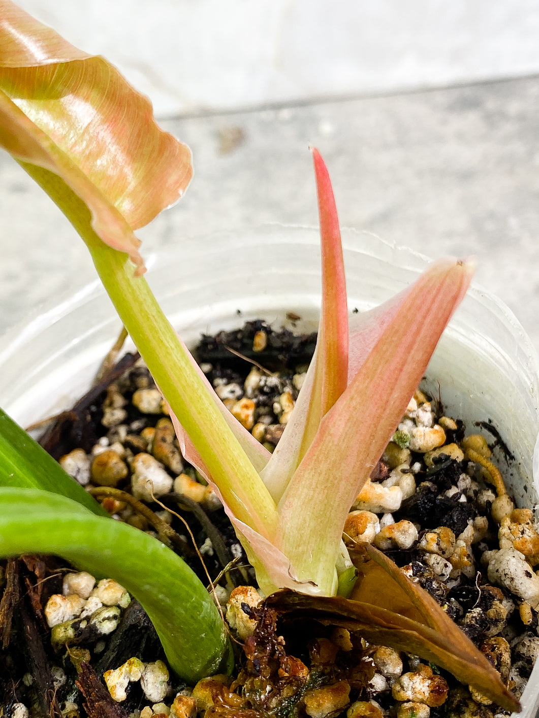 Philodendron Ring of Fire 3 leaves 1 sprout top cutting rooted