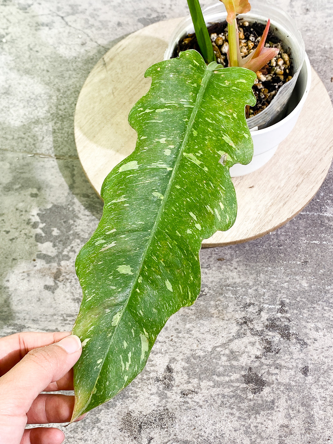 Philodendron Ring of Fire 3 leaves 1 sprout top cutting rooted