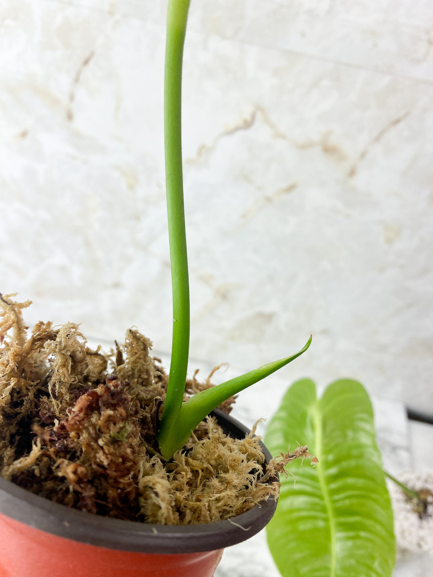 Reserved: Anthurium veitchii king