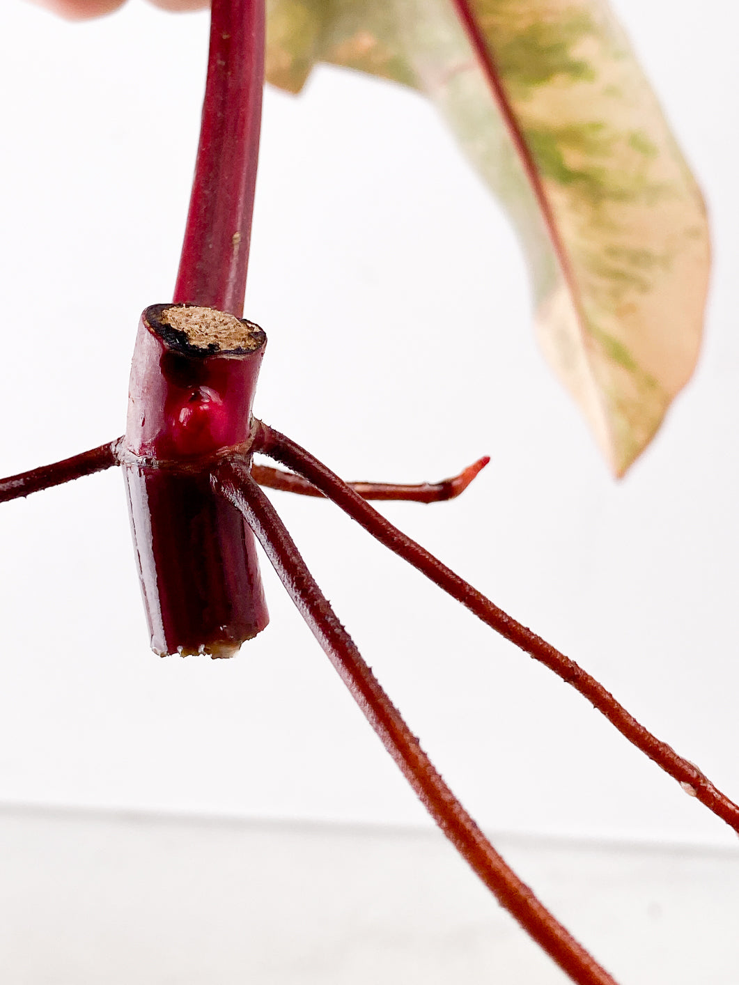 Philodendron Strawberry Shake 1 leaf