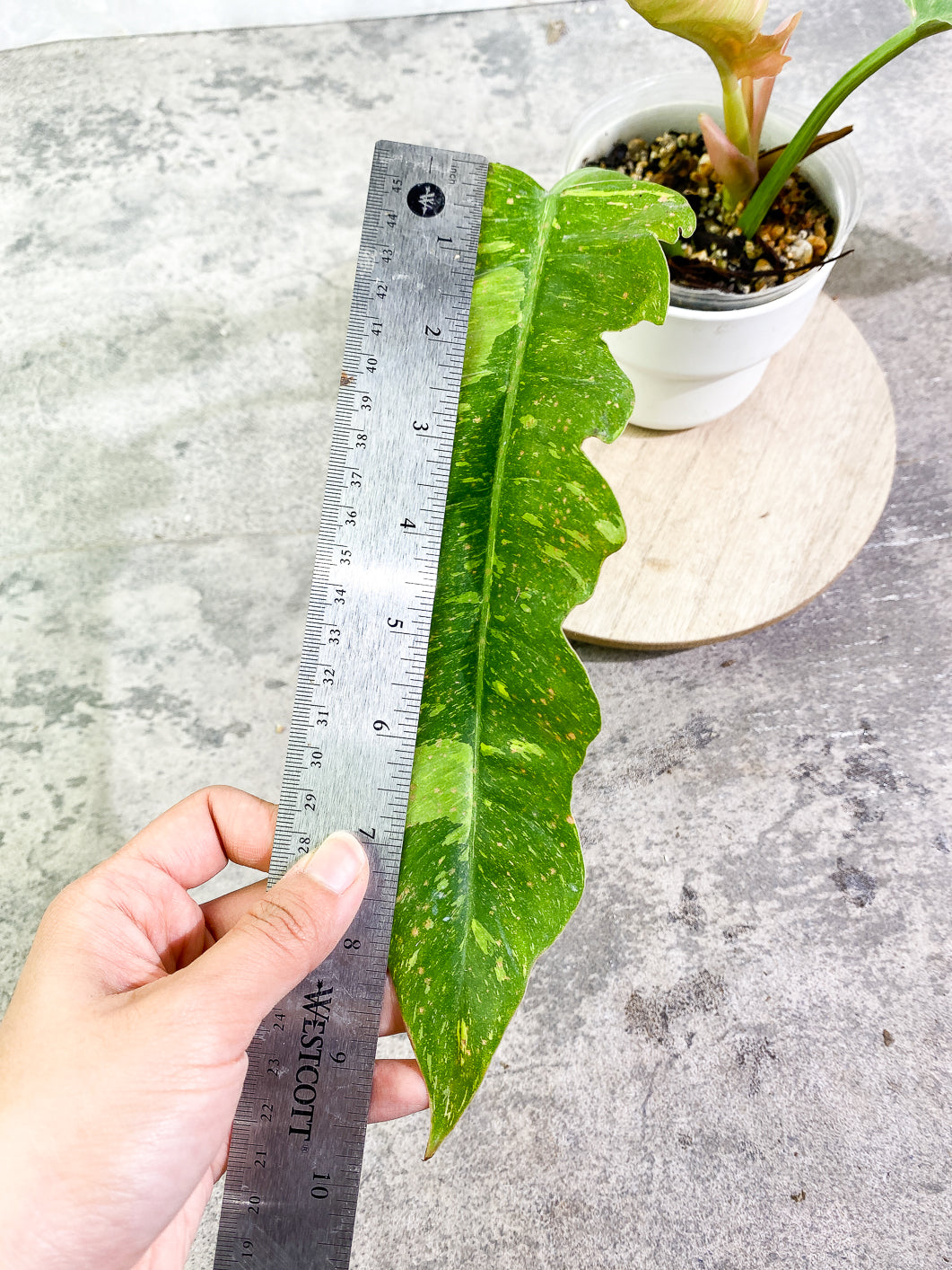 Philodendron Ring of Fire 3 leaves 1 sprout top cutting rooted