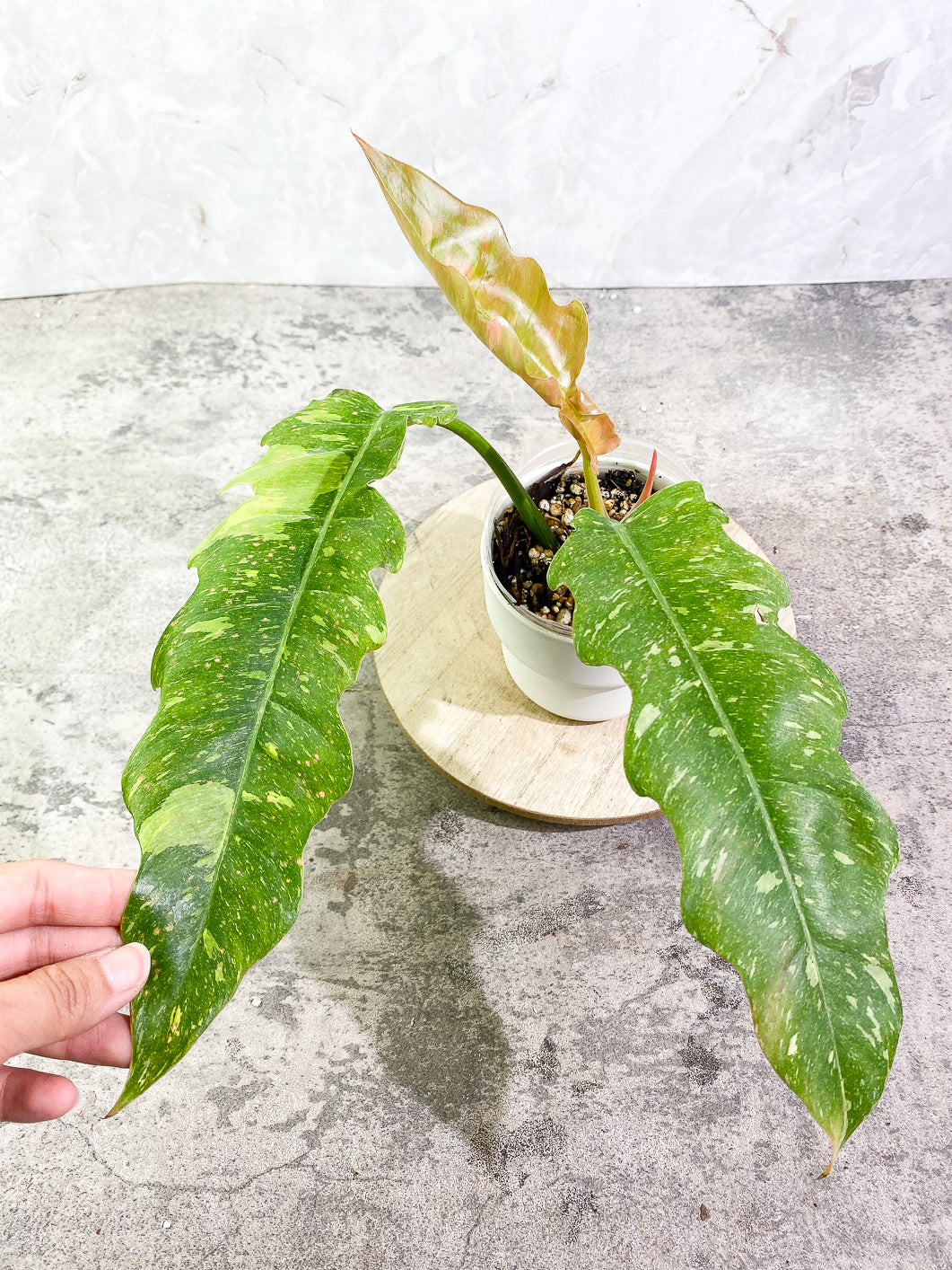 Philodendron Ring of Fire 3 leaves 1 sprout top cutting rooted