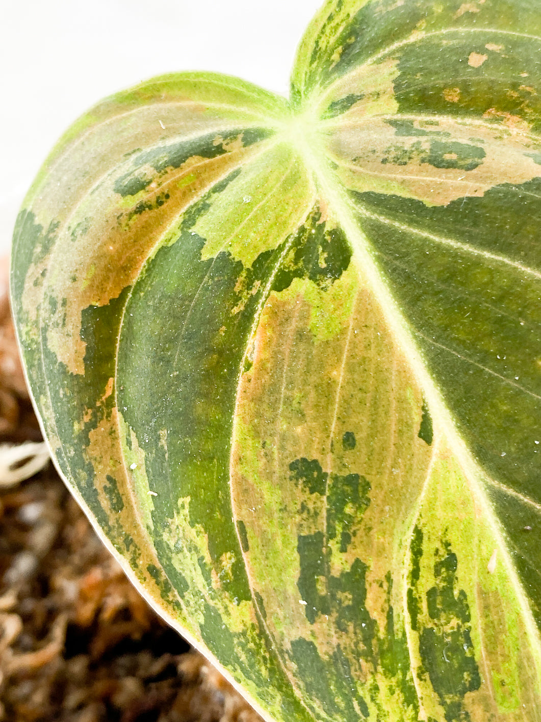 Philodendron  Melanochrysum variegated  Slightly Rooted 1 leaf