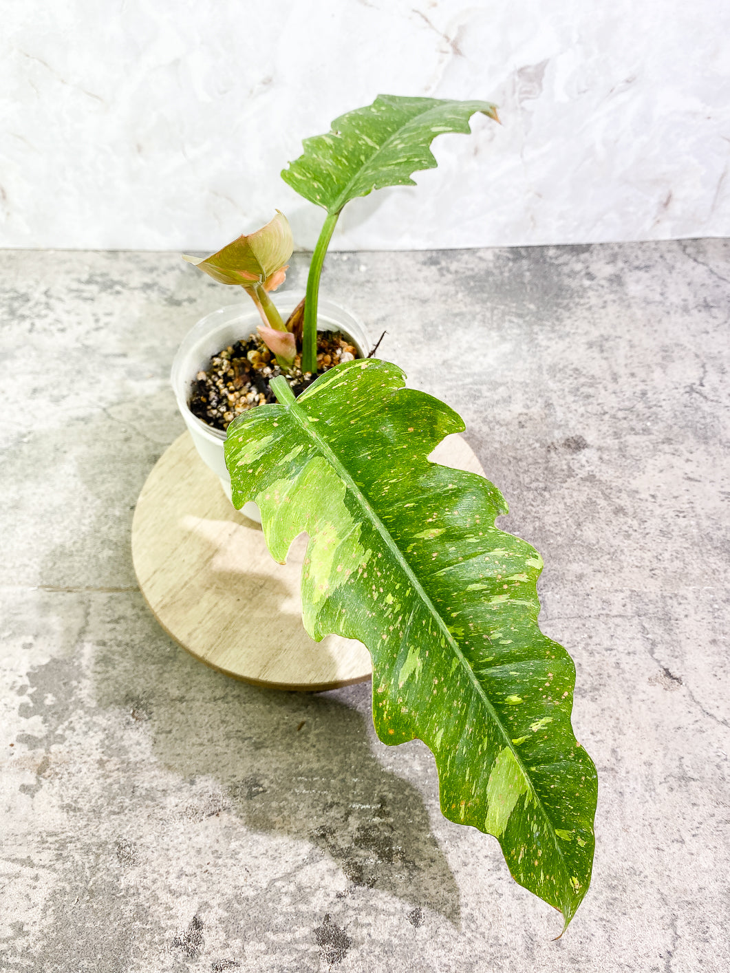 Philodendron Ring of Fire 3 leaves 1 sprout top cutting rooted