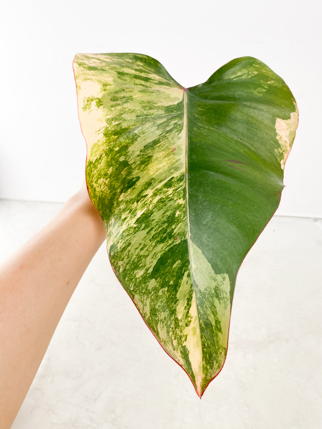 Philodendron Strawberry Shake  1 large leaf
