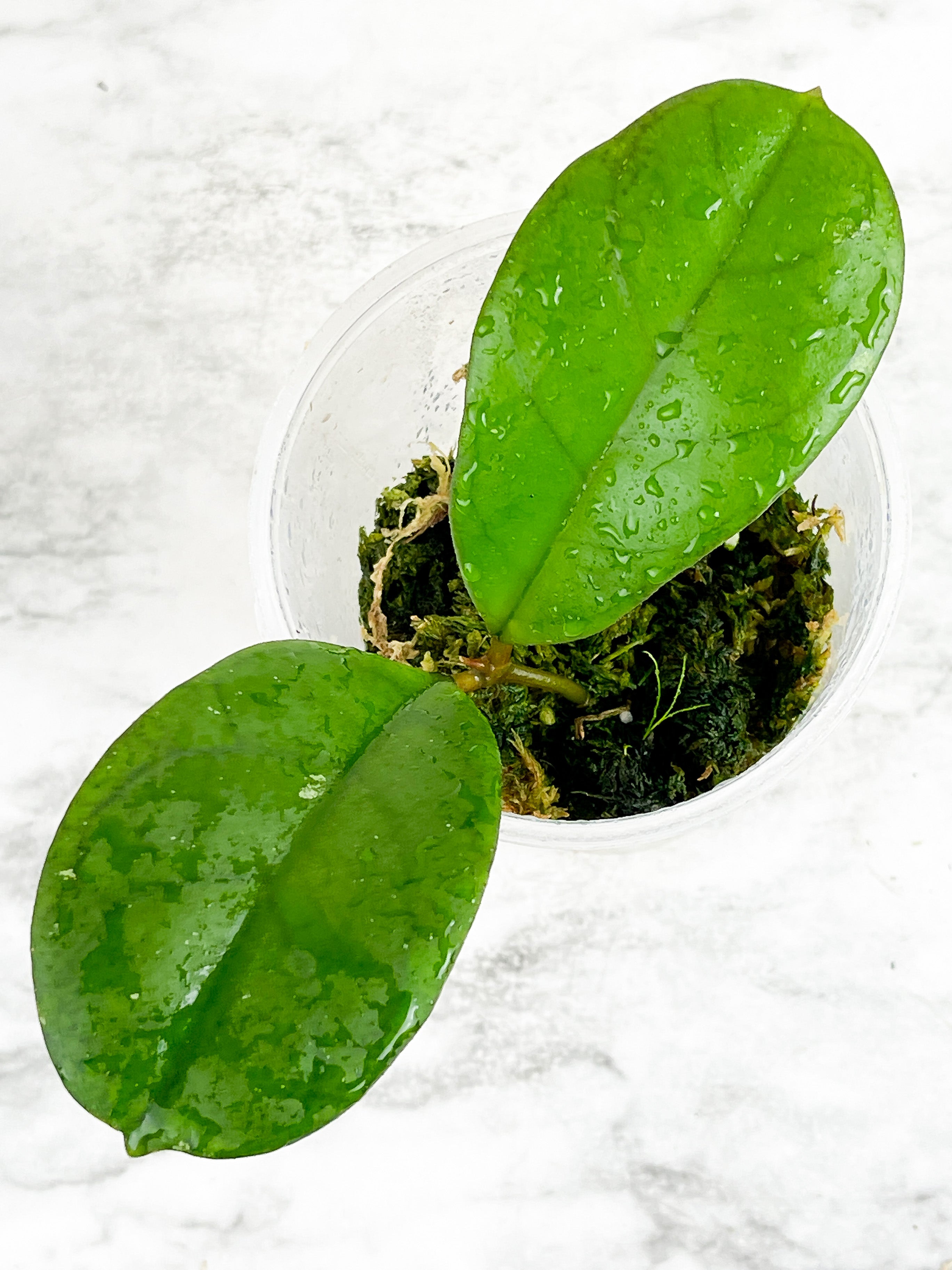 Hoya CV. Viola Rooted 3 leaves
