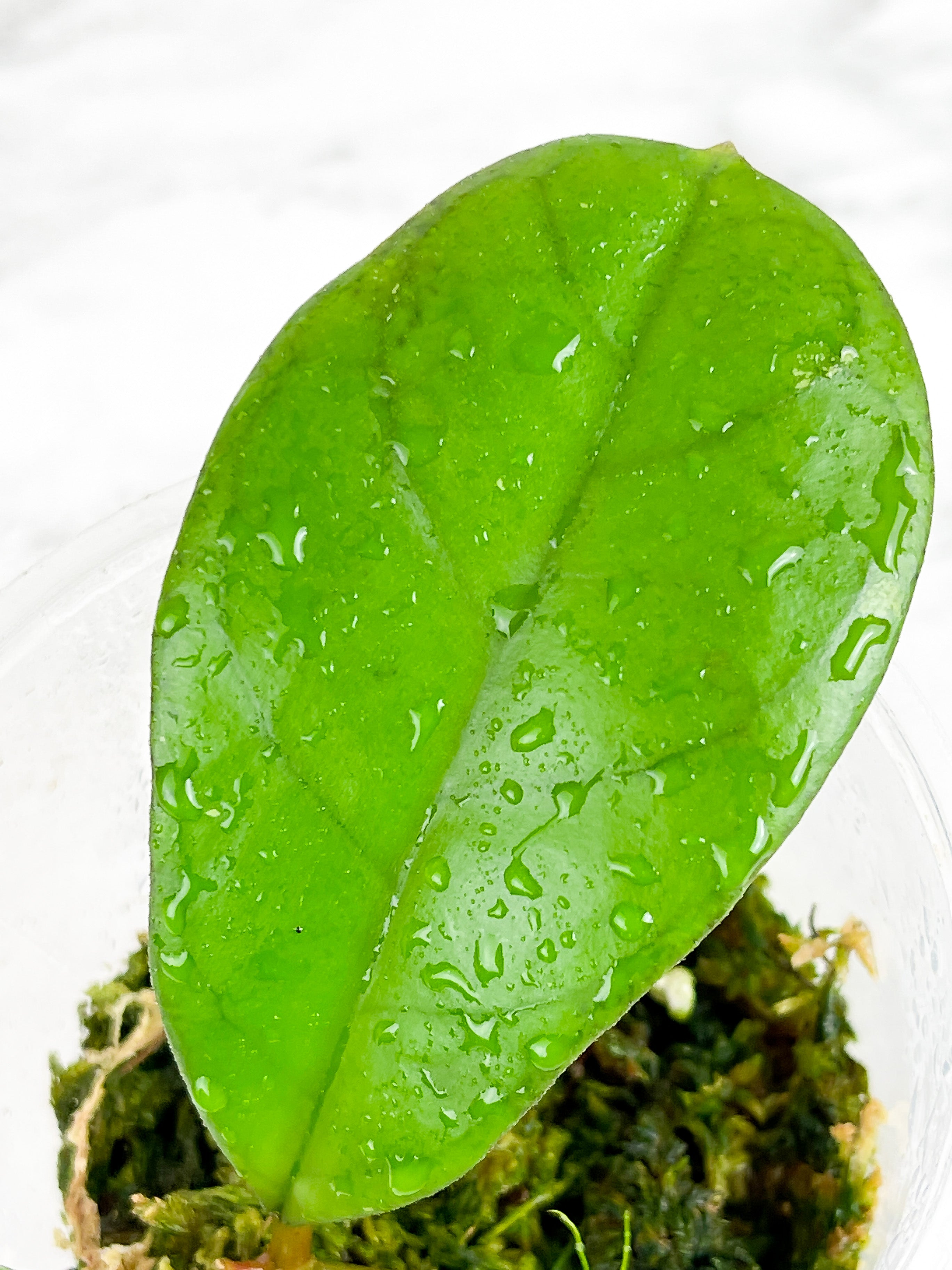 Hoya CV. Viola Rooted 3 leaves