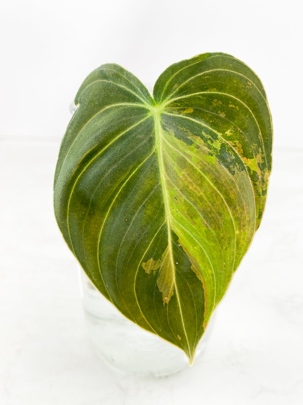 Philodendron  Melanochrysum variegated  Rooting 1 leaf