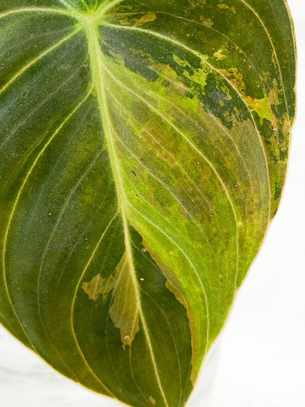 Philodendron  Melanochrysum variegated  Rooting 1 leaf