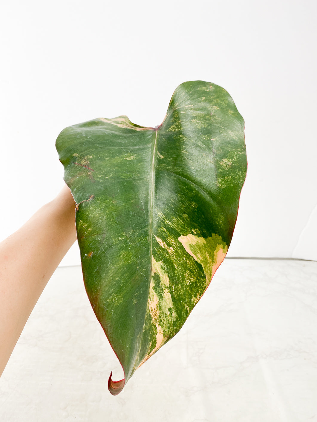 Philodendron Strawberry Shake  1 leaf
