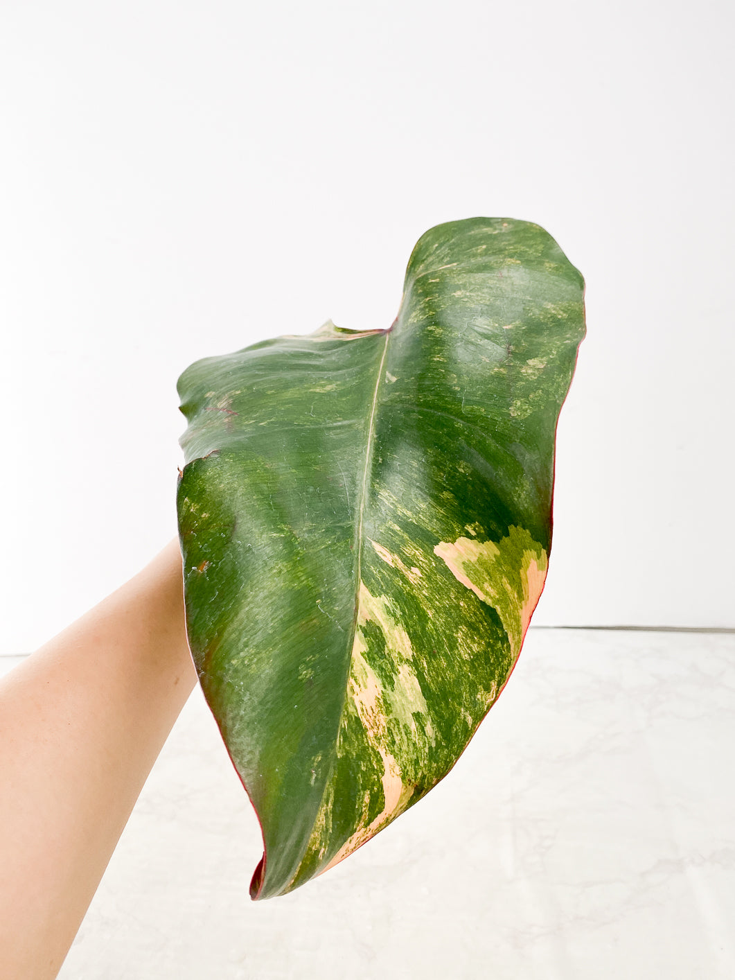 Philodendron Strawberry Shake  1 leaf
