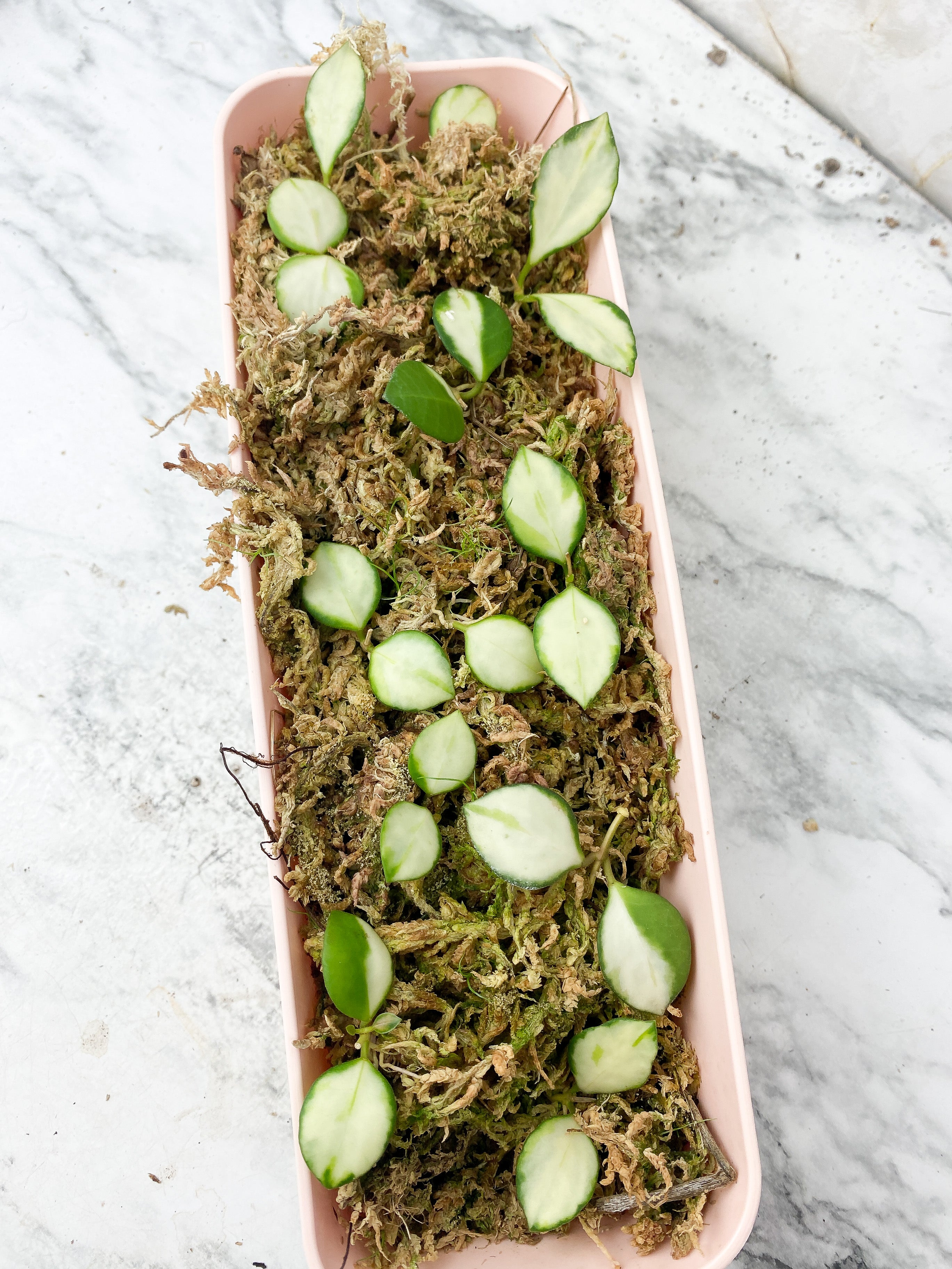 Reserved: Grower Choice: Hoya Heuschkeliana Variegated