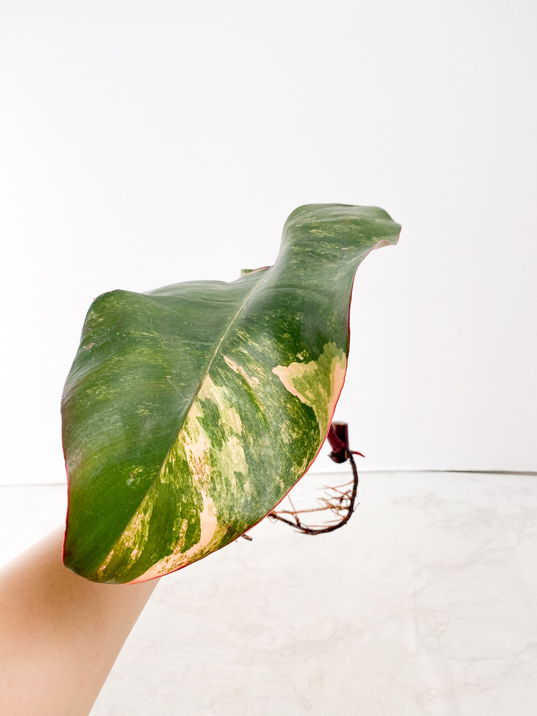 Philodendron Strawberry Shake  1 leaf
