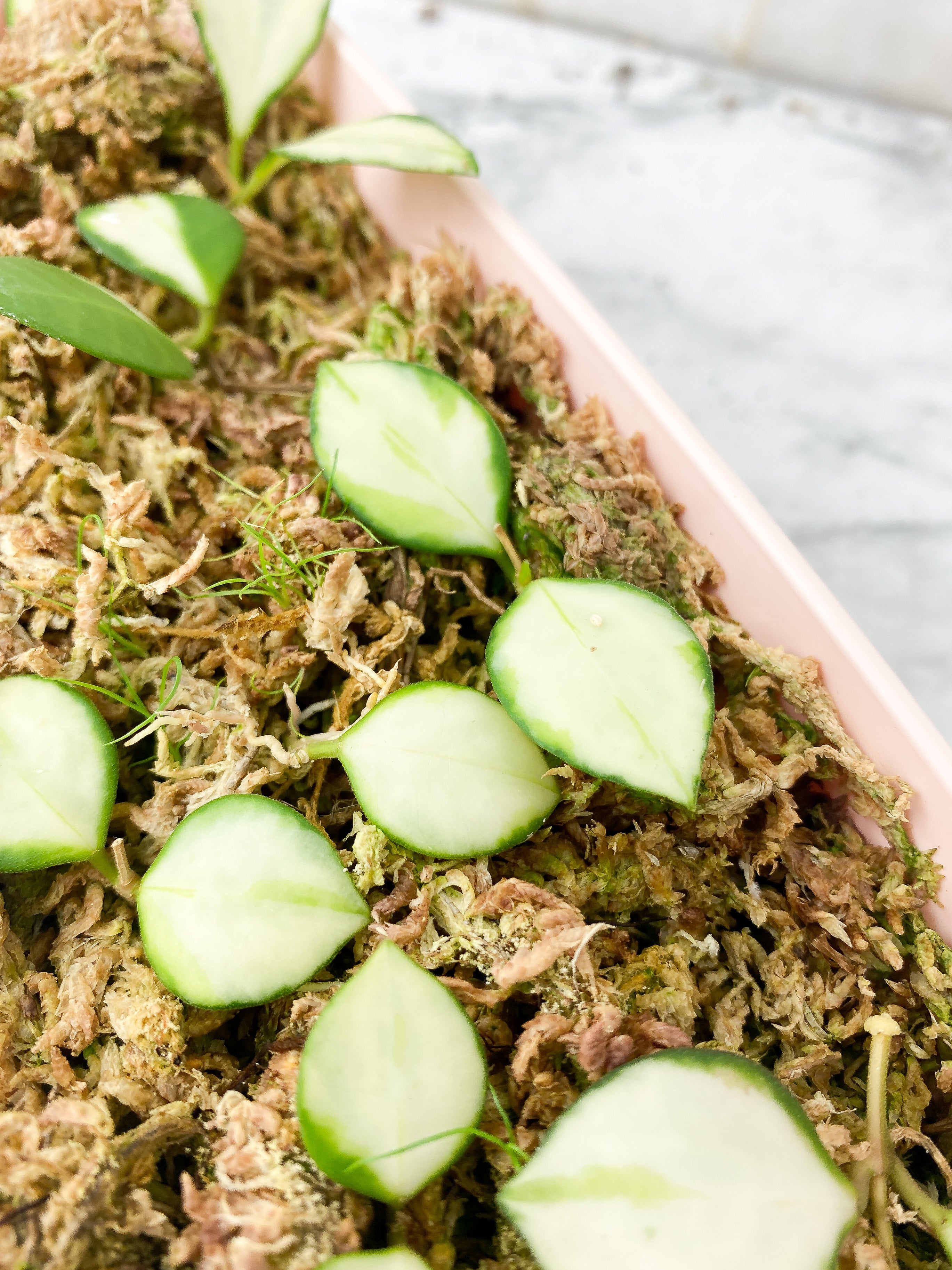 Reserved: Grower Choice: Hoya Heuschkeliana Variegated