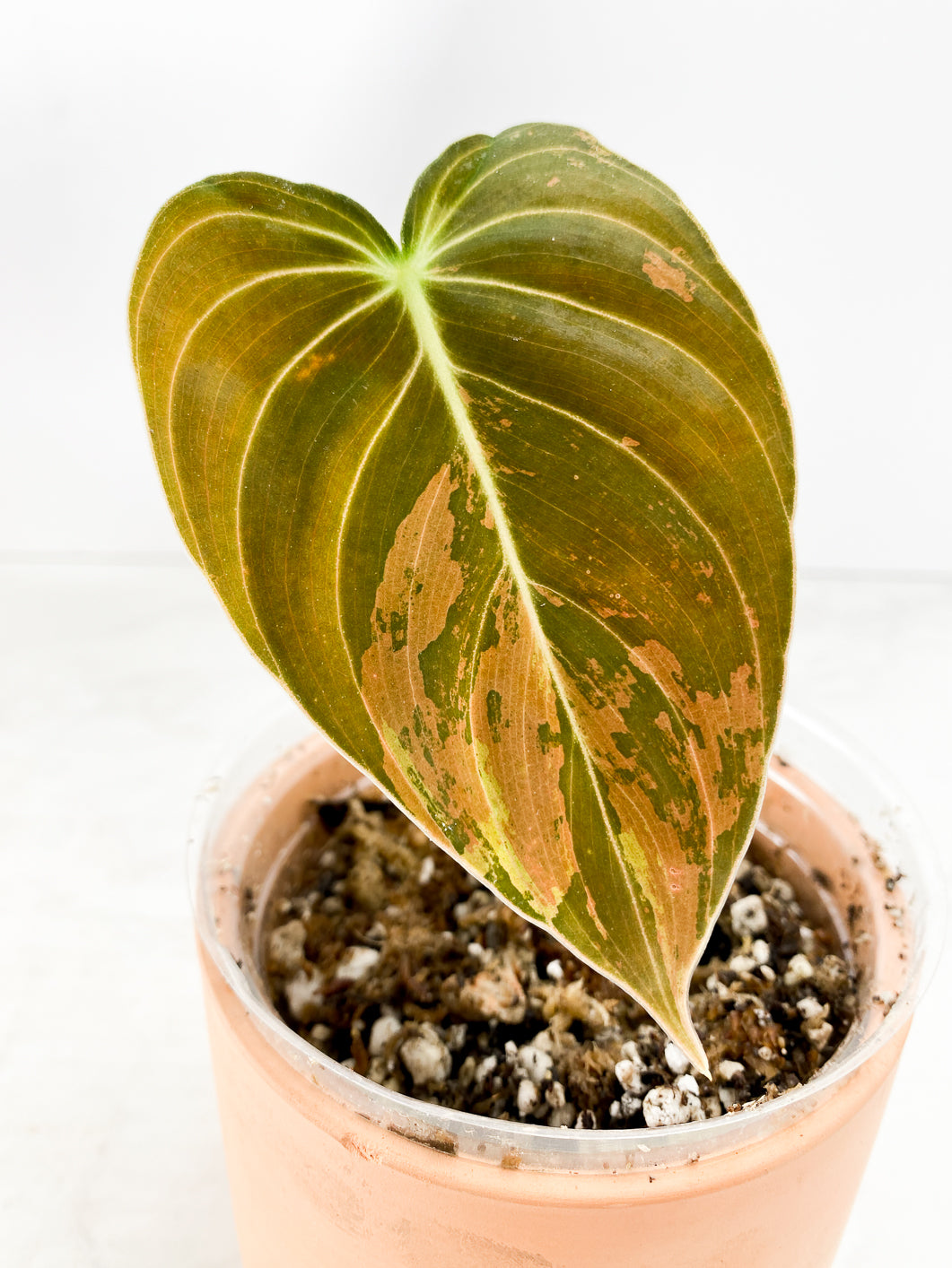 Philodendron  Melanochrysum variegated  Slightly Rooted 1 leaf double node Top Cutting