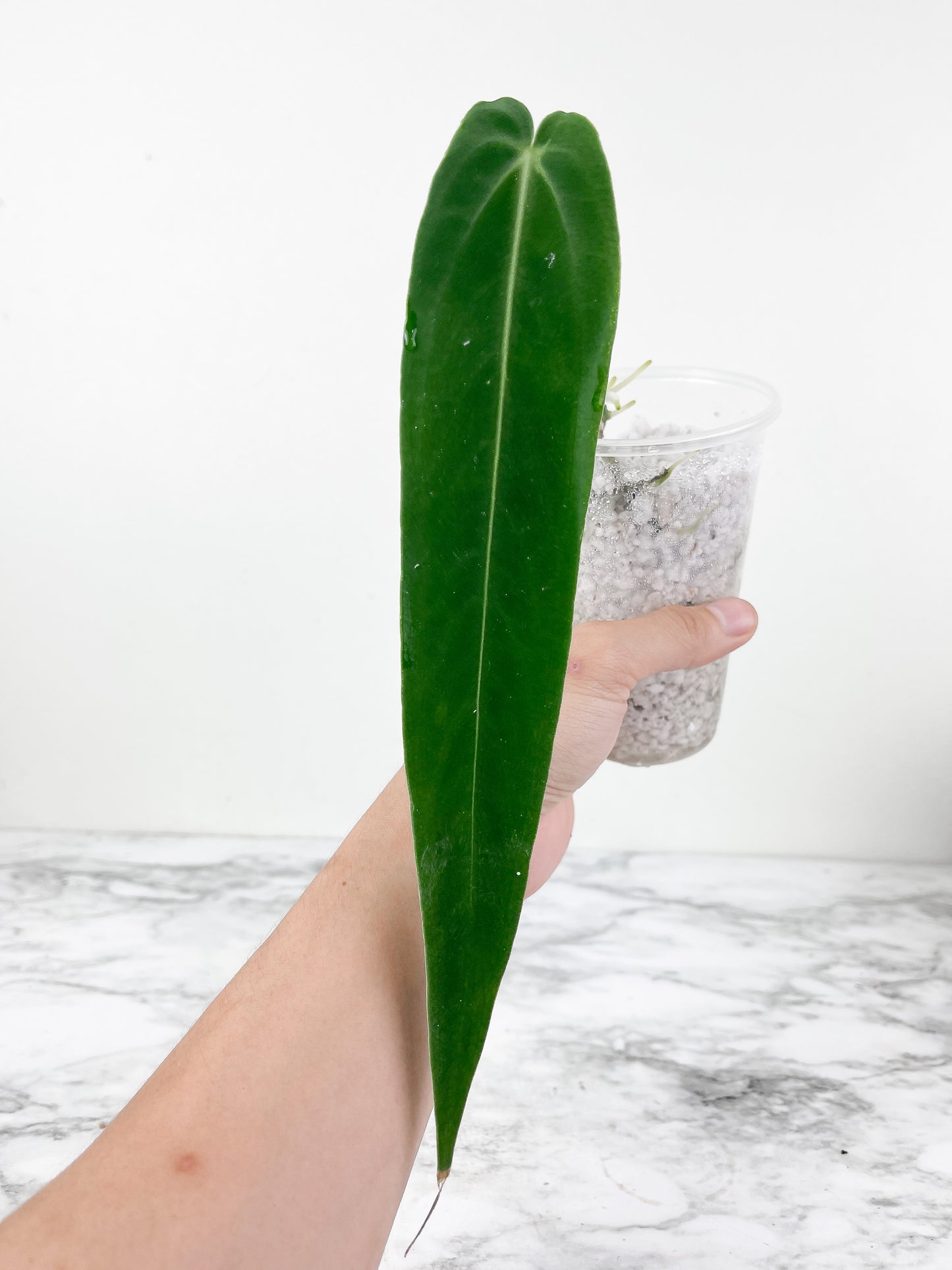 Anthurium warocqueanum (Dark and narrow) rooted 1 leaf 6-7" long