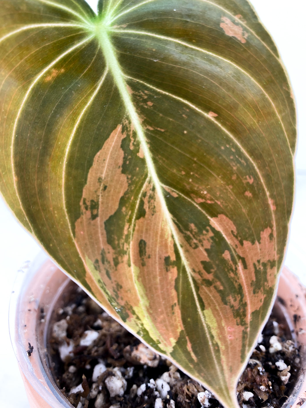 Philodendron  Melanochrysum variegated  Slightly Rooted 1 leaf double node Top Cutting
