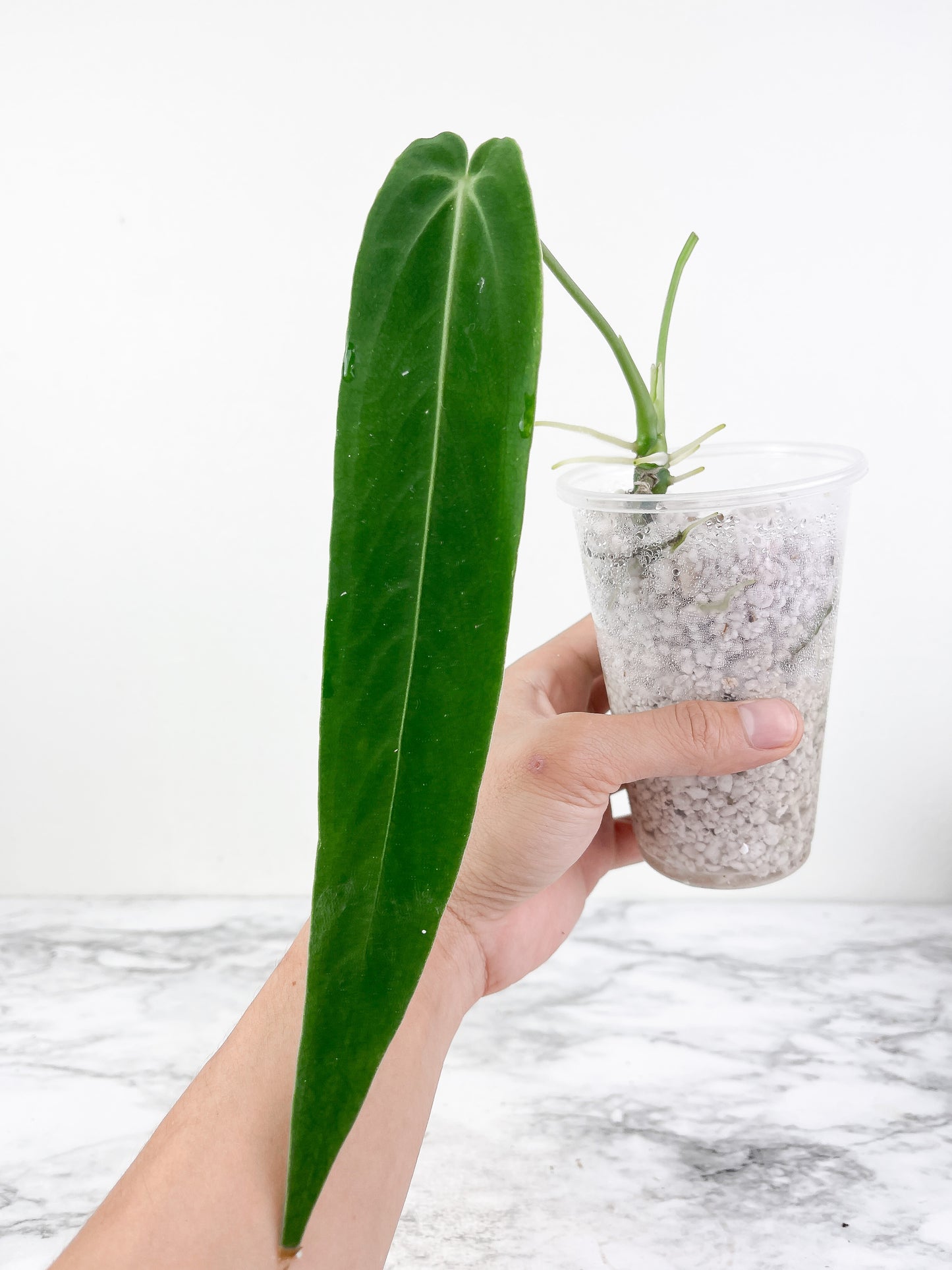 Anthurium warocqueanum (Dark and narrow) rooted 1 leaf 6-7" long