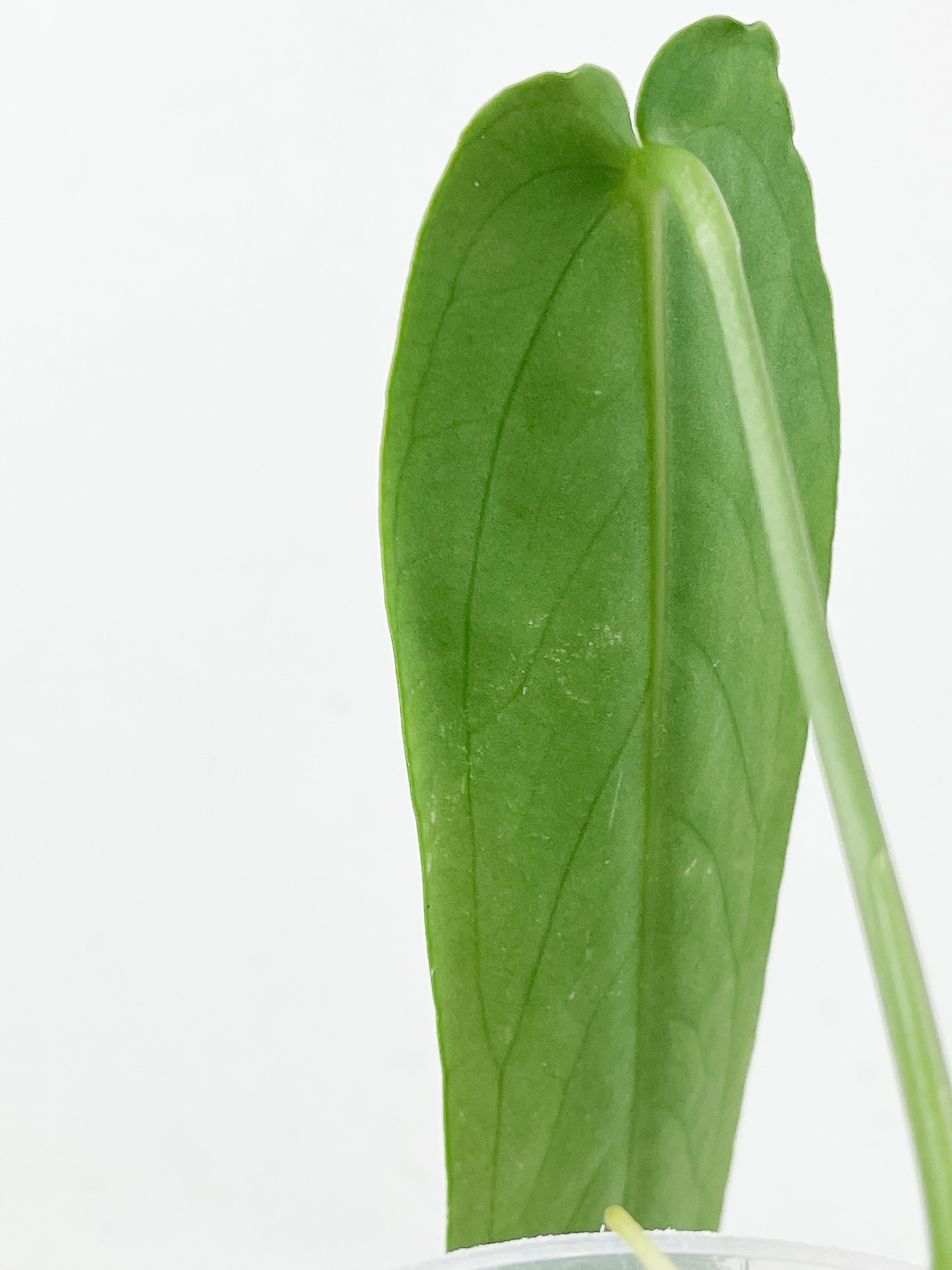 Anthurium warocqueanum (Dark and narrow) rooted 1 leaf 6-7" long