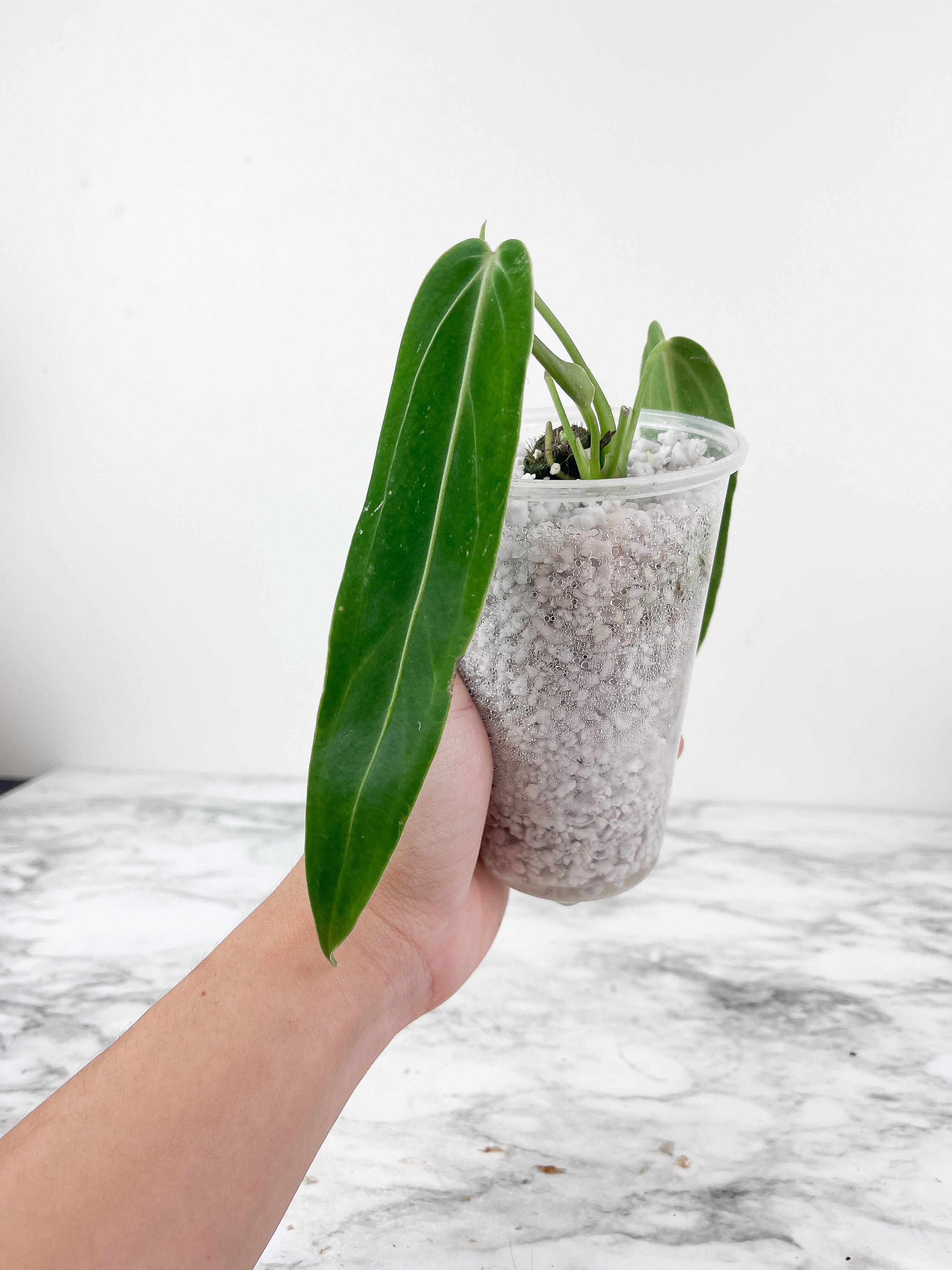 Anthurium warocqueanum (Dark and narrow) rooted 3 leaves