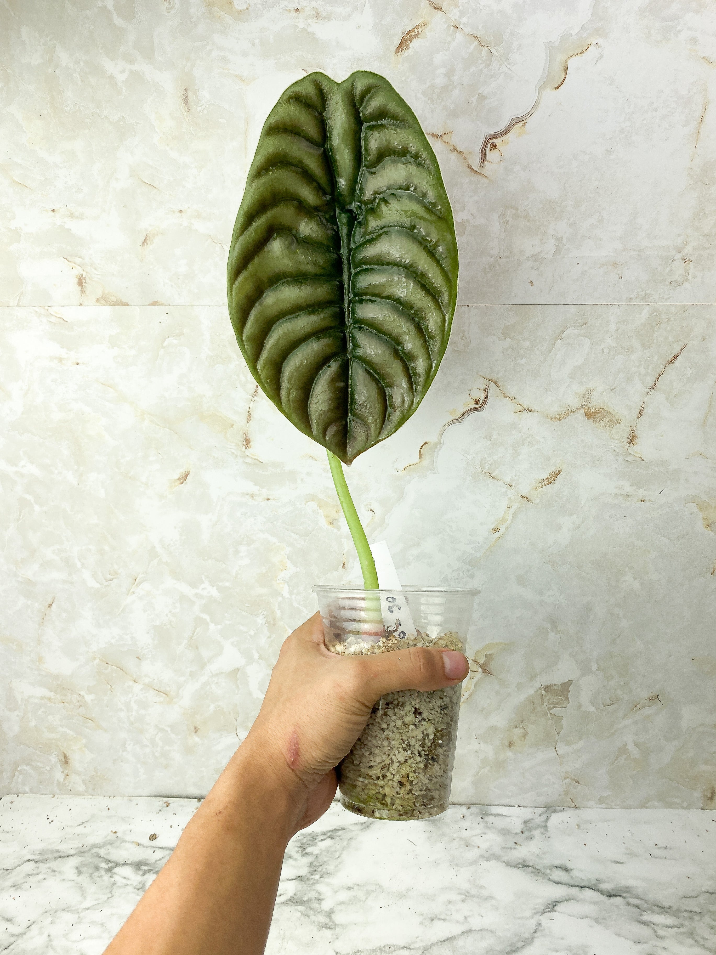 Alocasia Cuprea Rooted