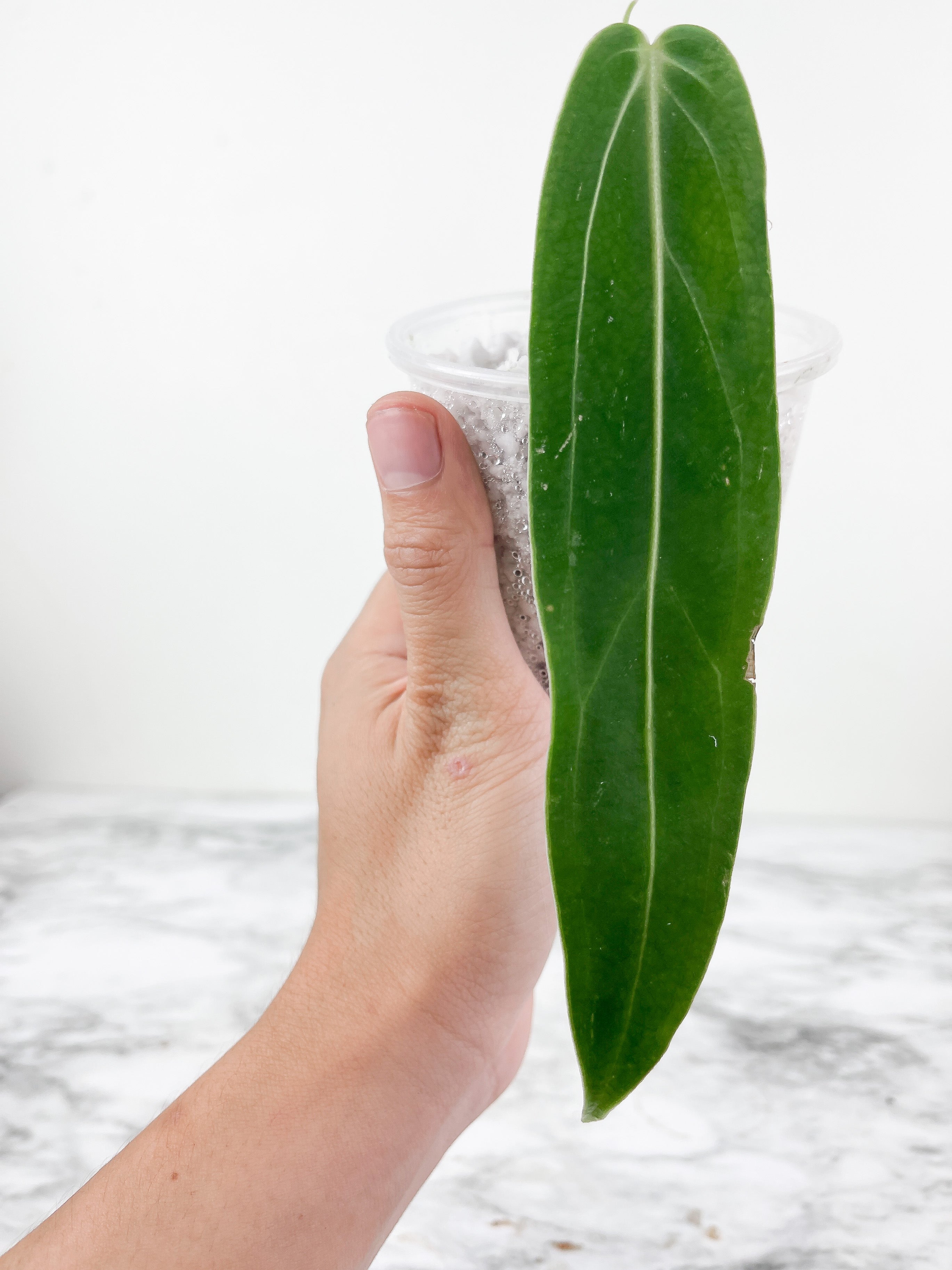 Anthurium warocqueanum (Dark and narrow) rooted 3 leaves