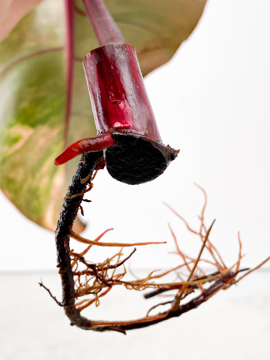 Philodendron Strawberry Shake  1 leaf