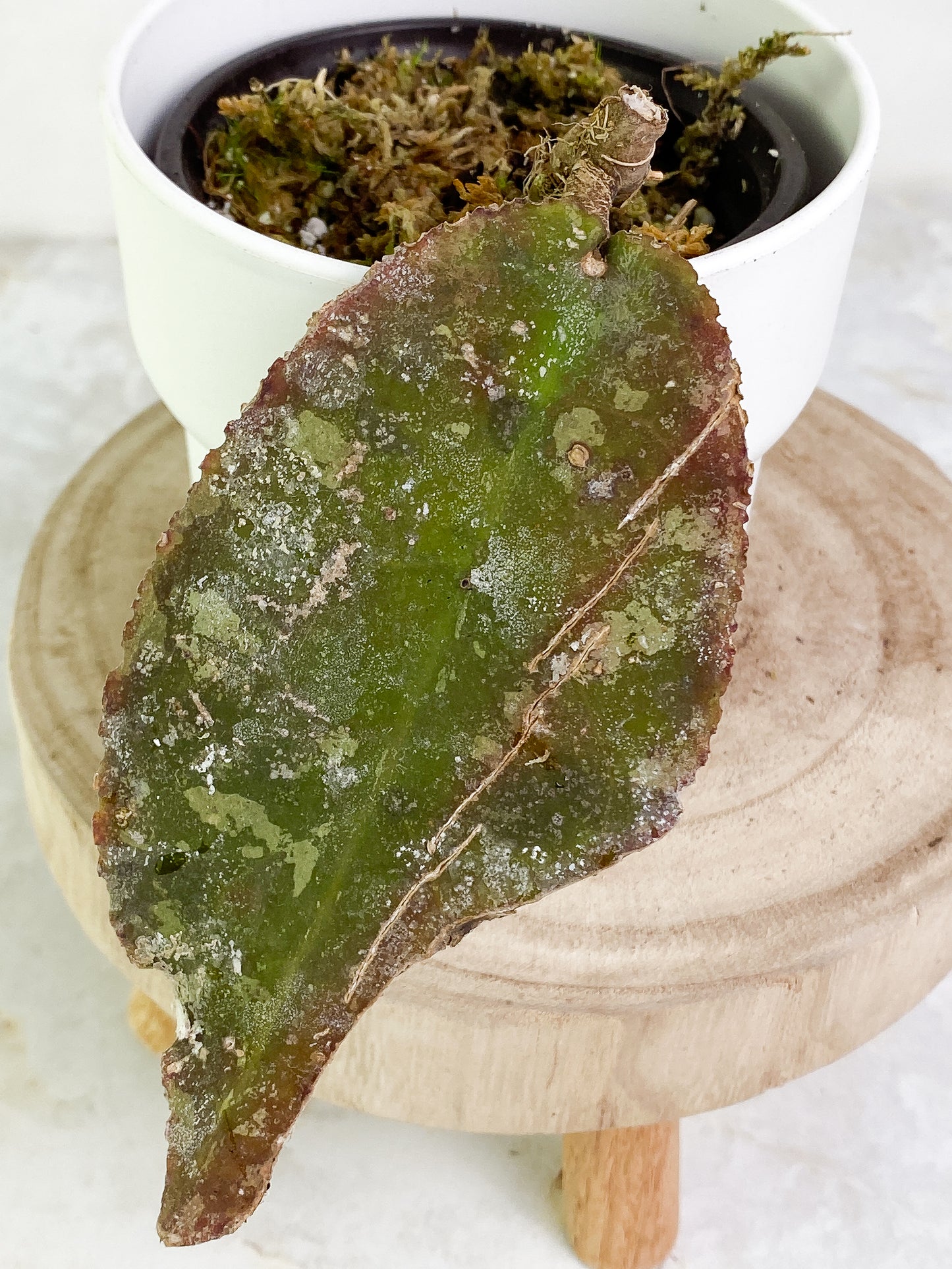 Hoya Undulata 1 leaf Rooted