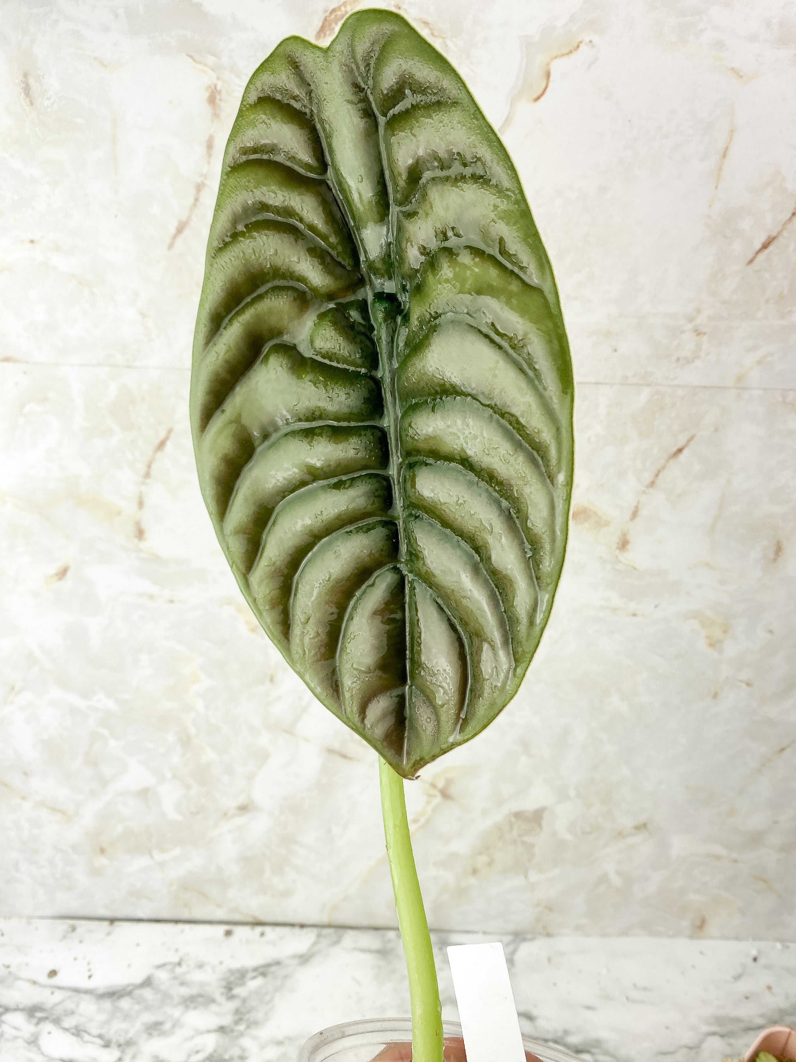 Alocasia Cuprea Rooted