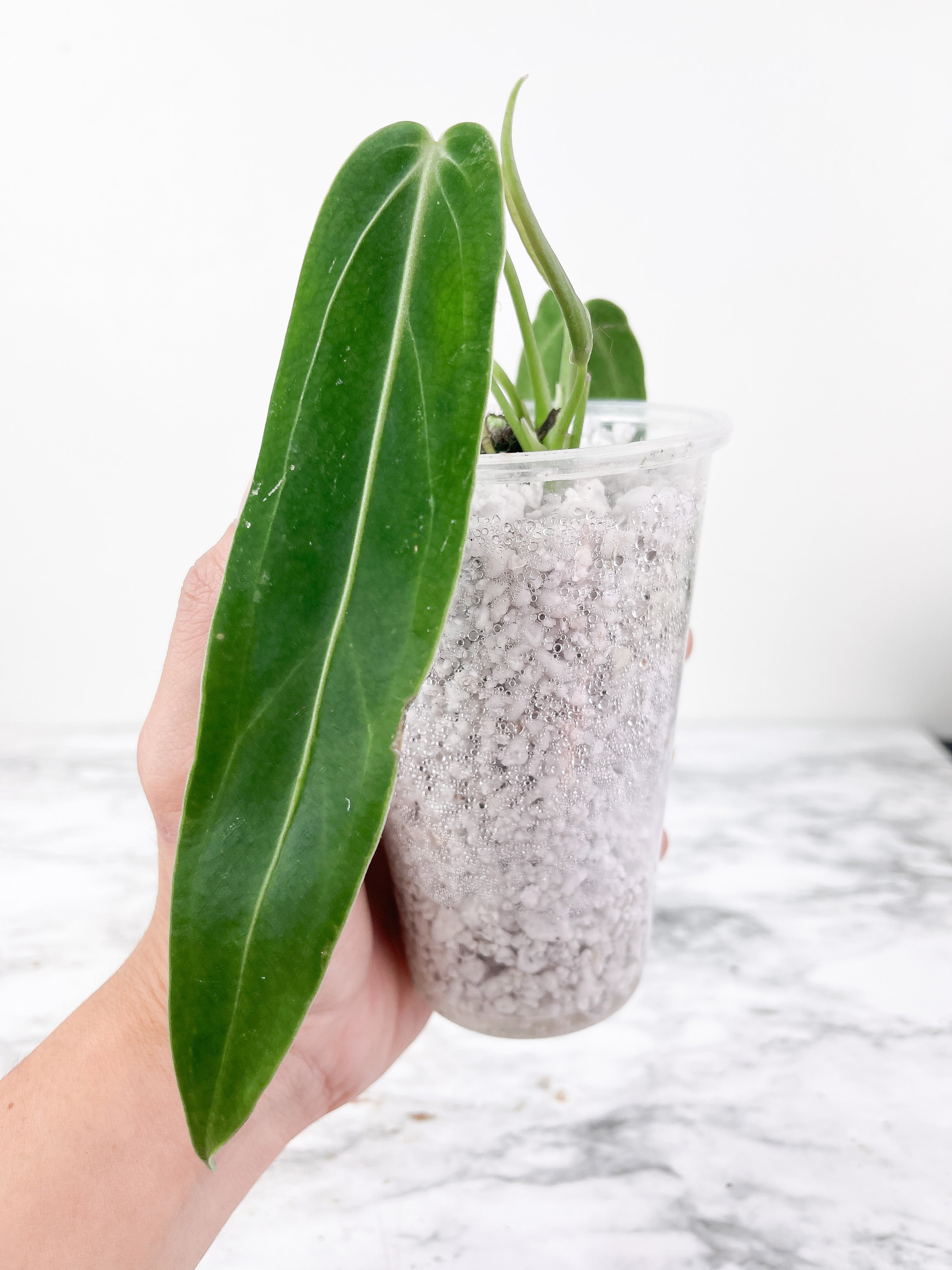 Anthurium warocqueanum (Dark and narrow) rooted 3 leaves