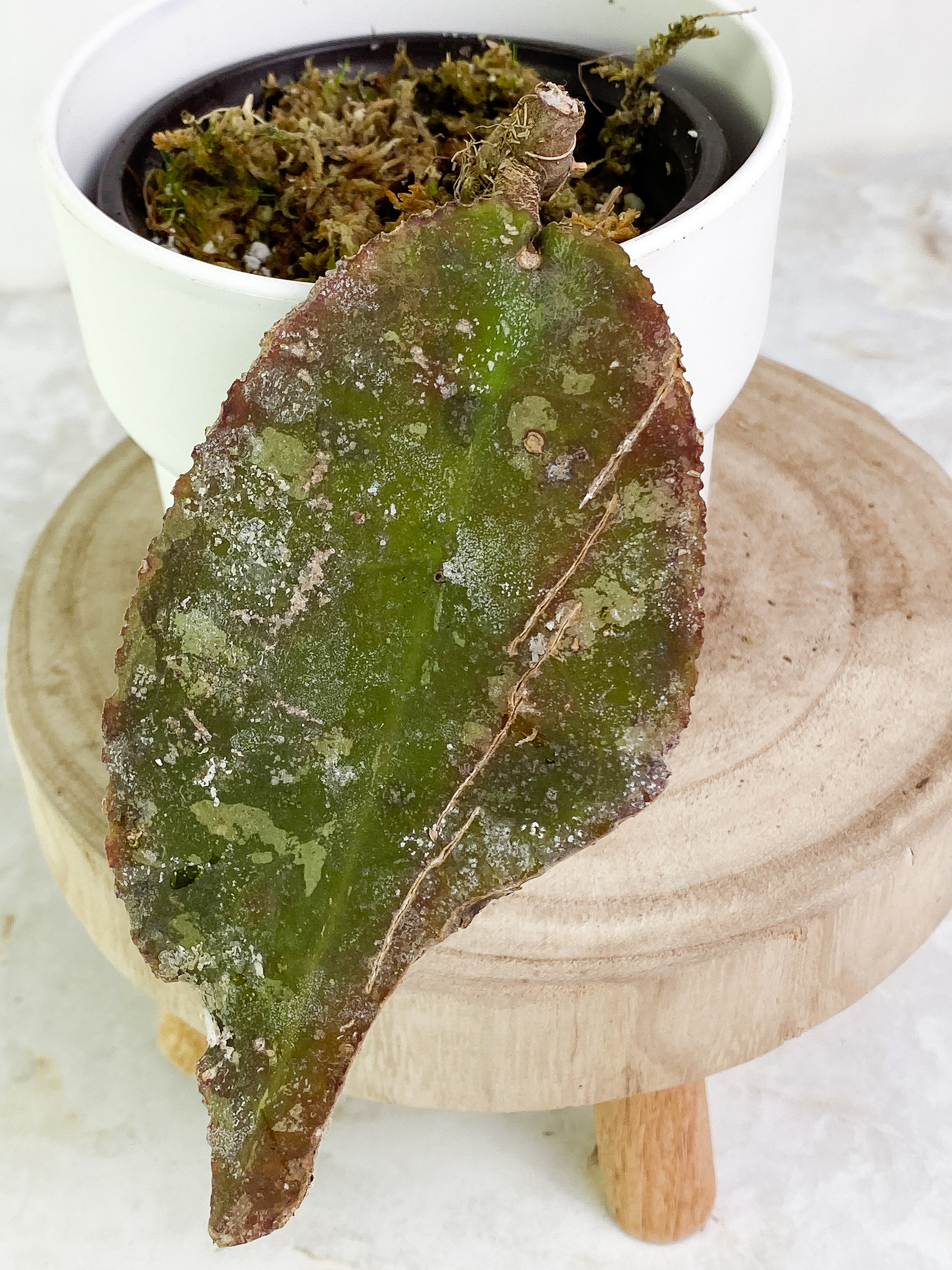 Hoya Undulata 1 leaf Rooted