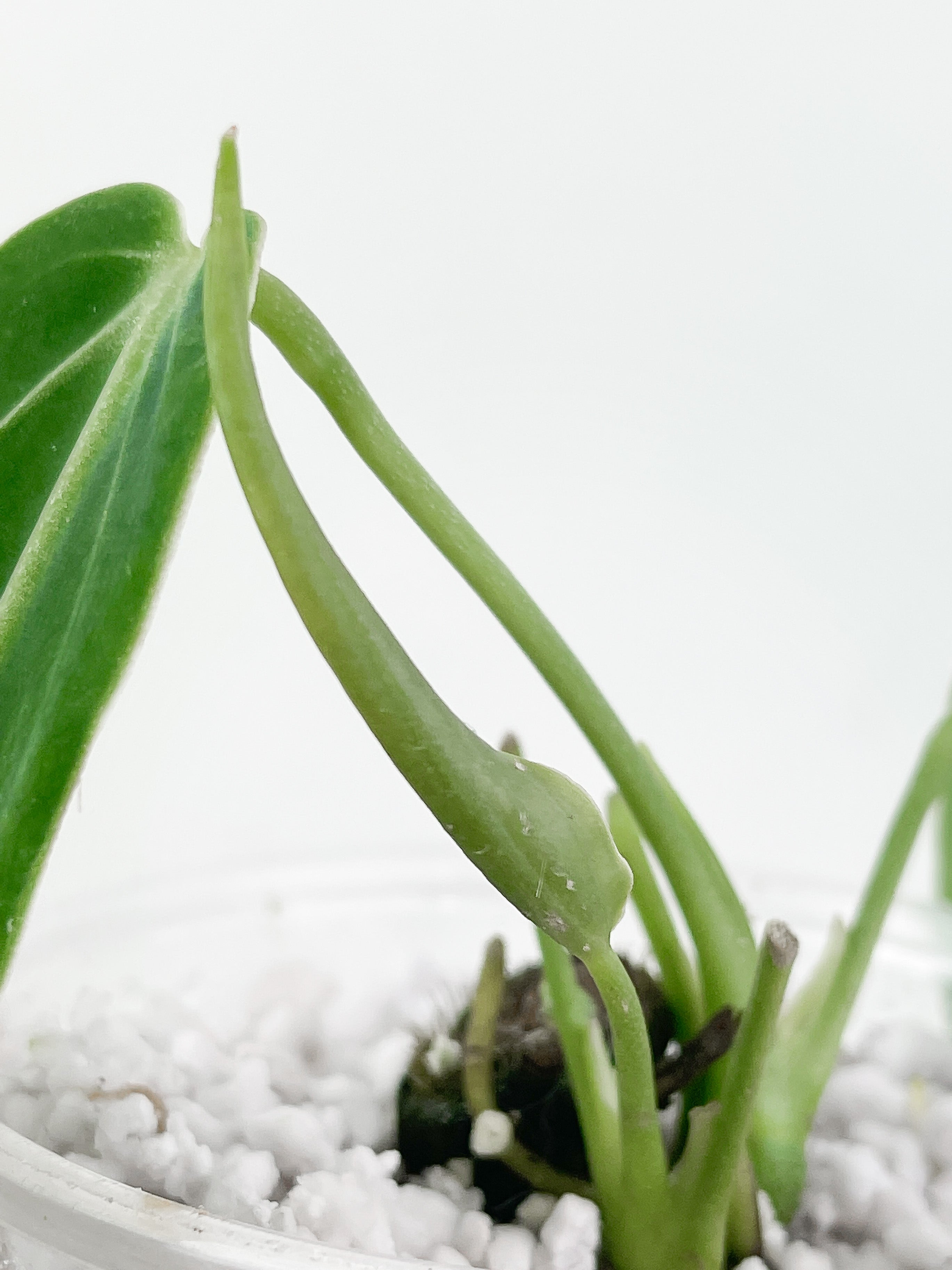 Anthurium warocqueanum (Dark and narrow) rooted 3 leaves