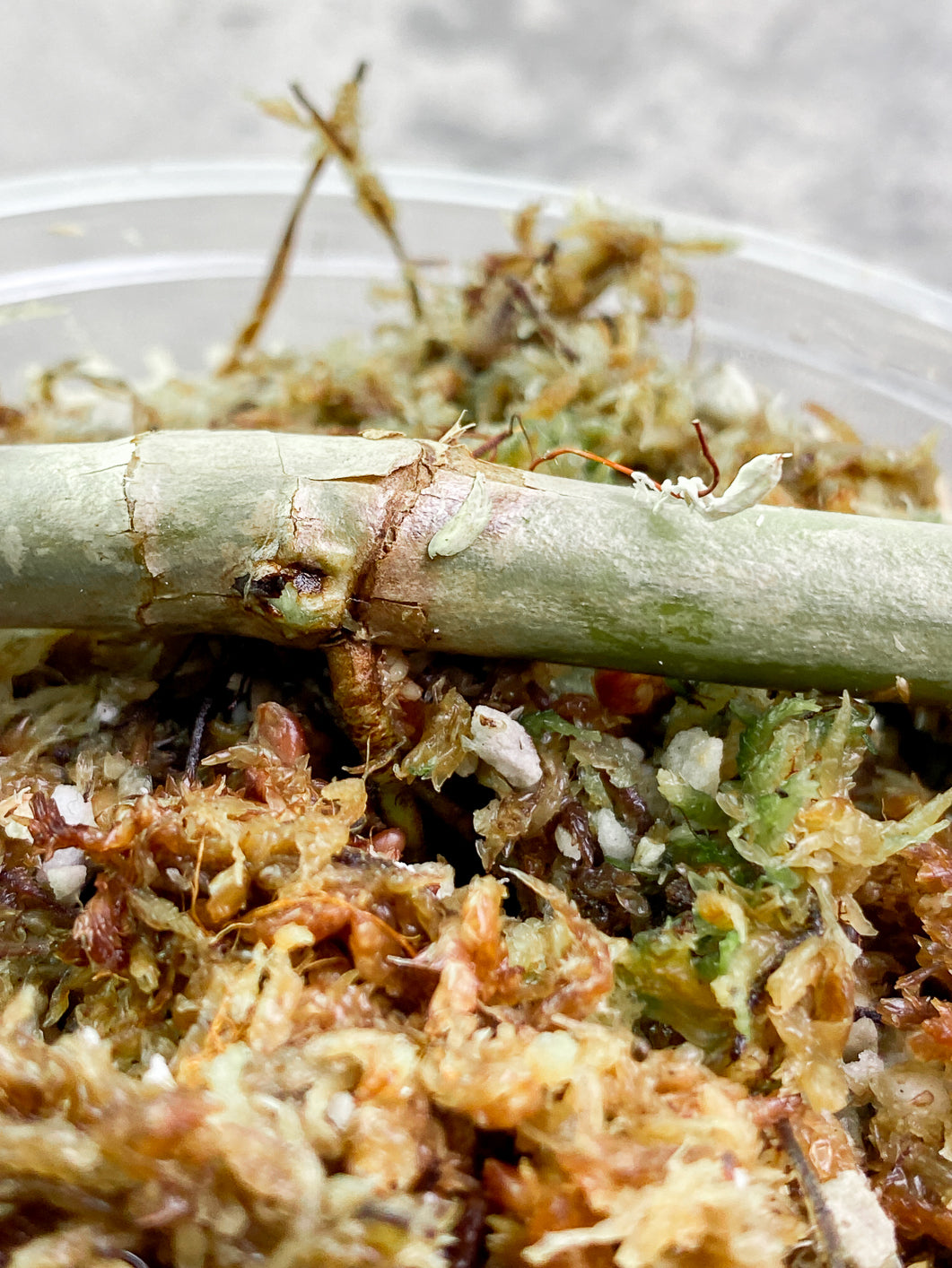 Philodendron  Bipennifolium Variegated  Rooting node