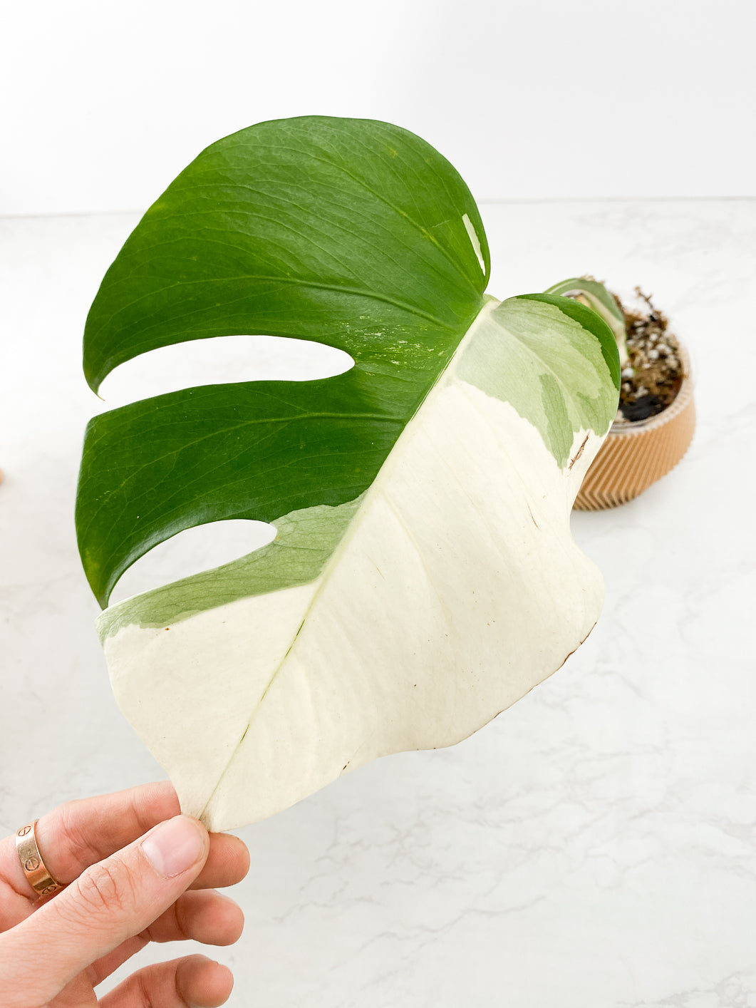 Monstera albo variegata White Tiger Slightly Rooted 1 leaf 1 growing bud