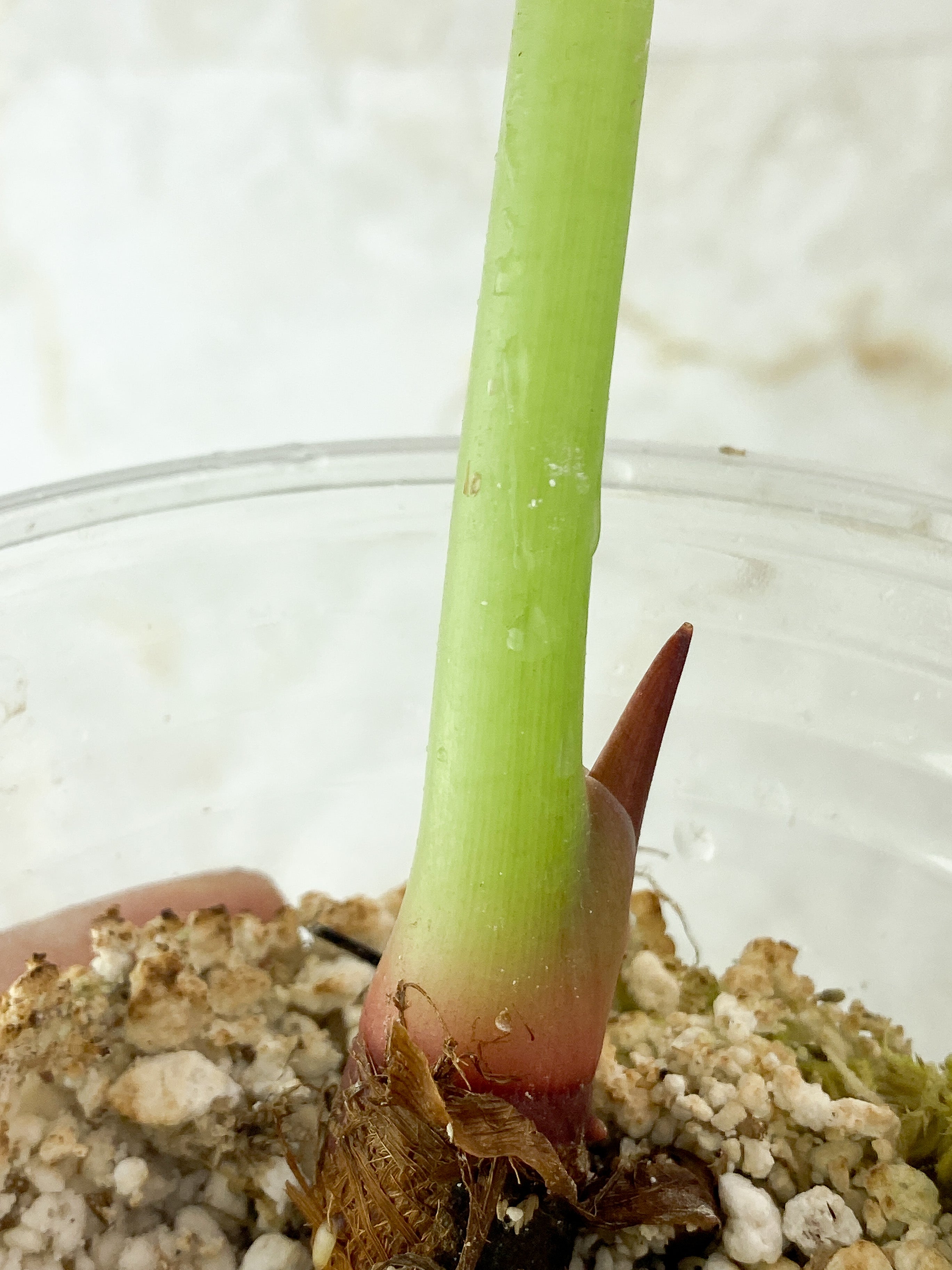 Alocasia Cuprea Rooted