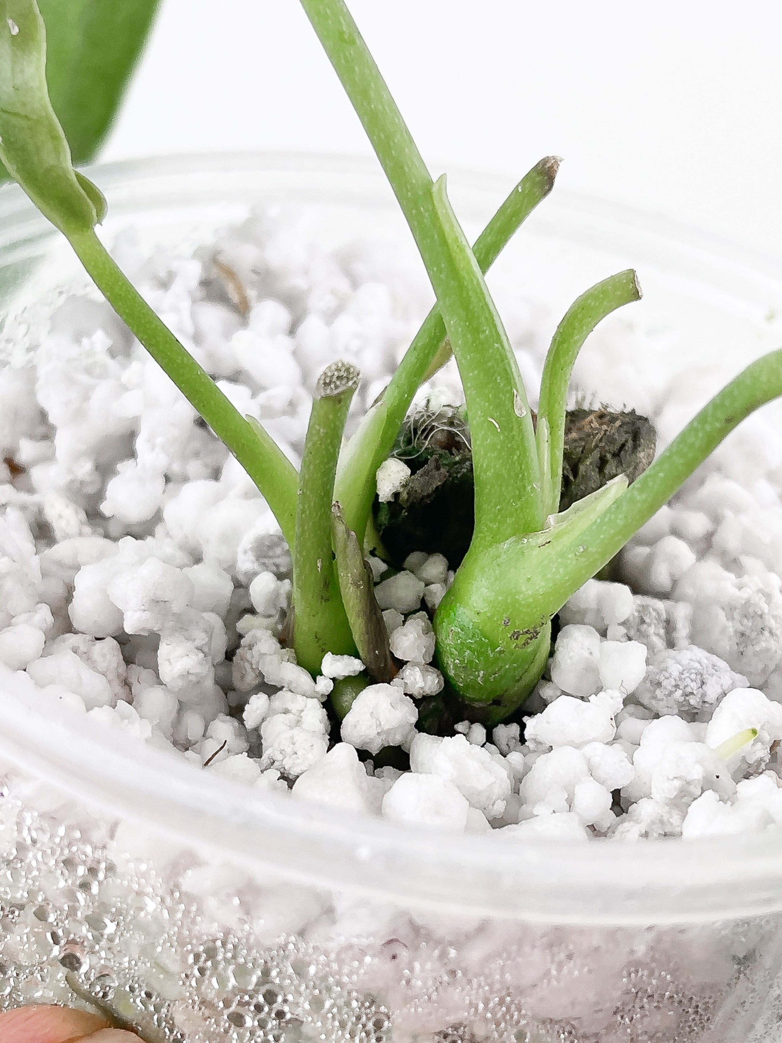 Anthurium warocqueanum (Dark and narrow) rooted 3 leaves