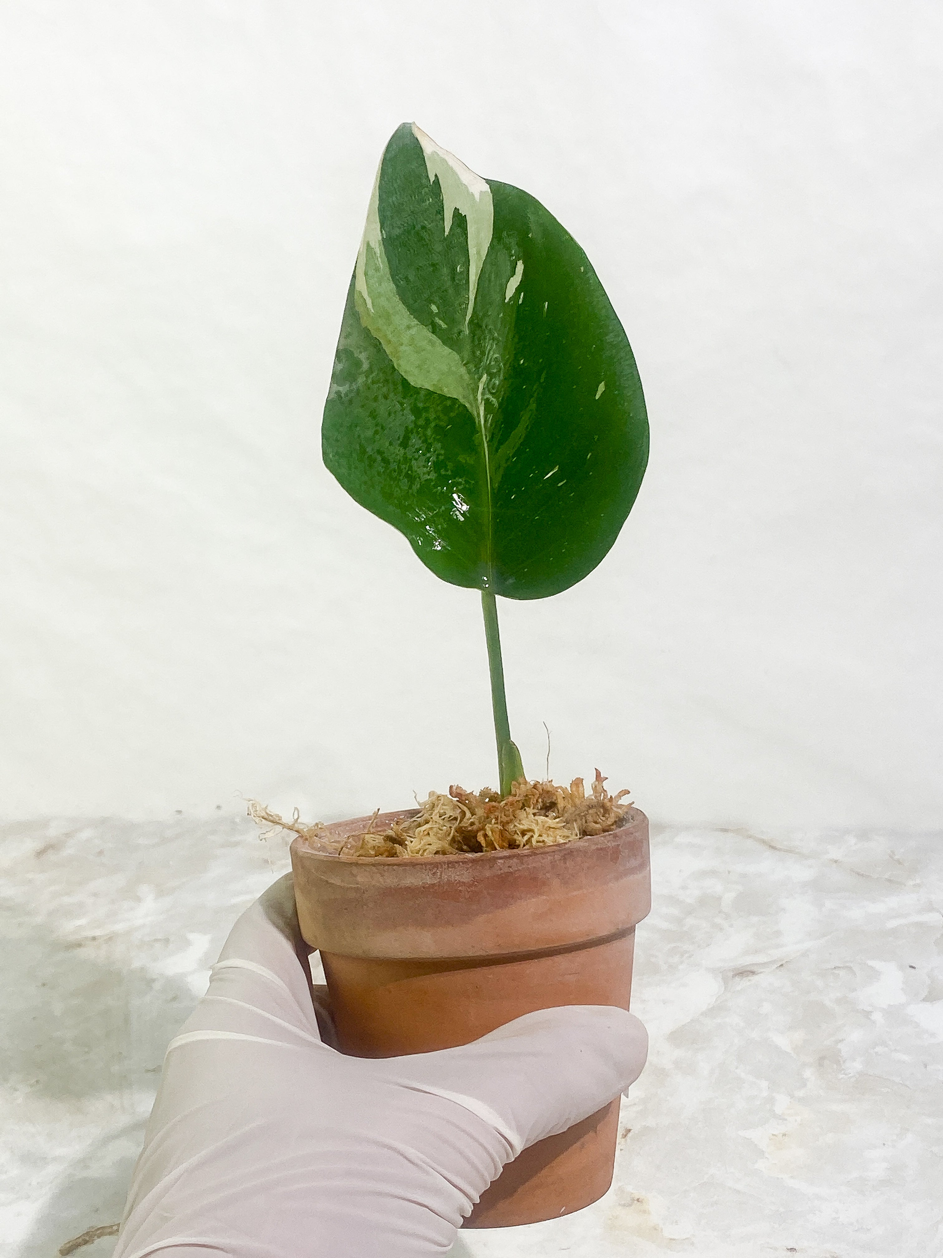 Philodendron White Princess Rooting 1 leaf