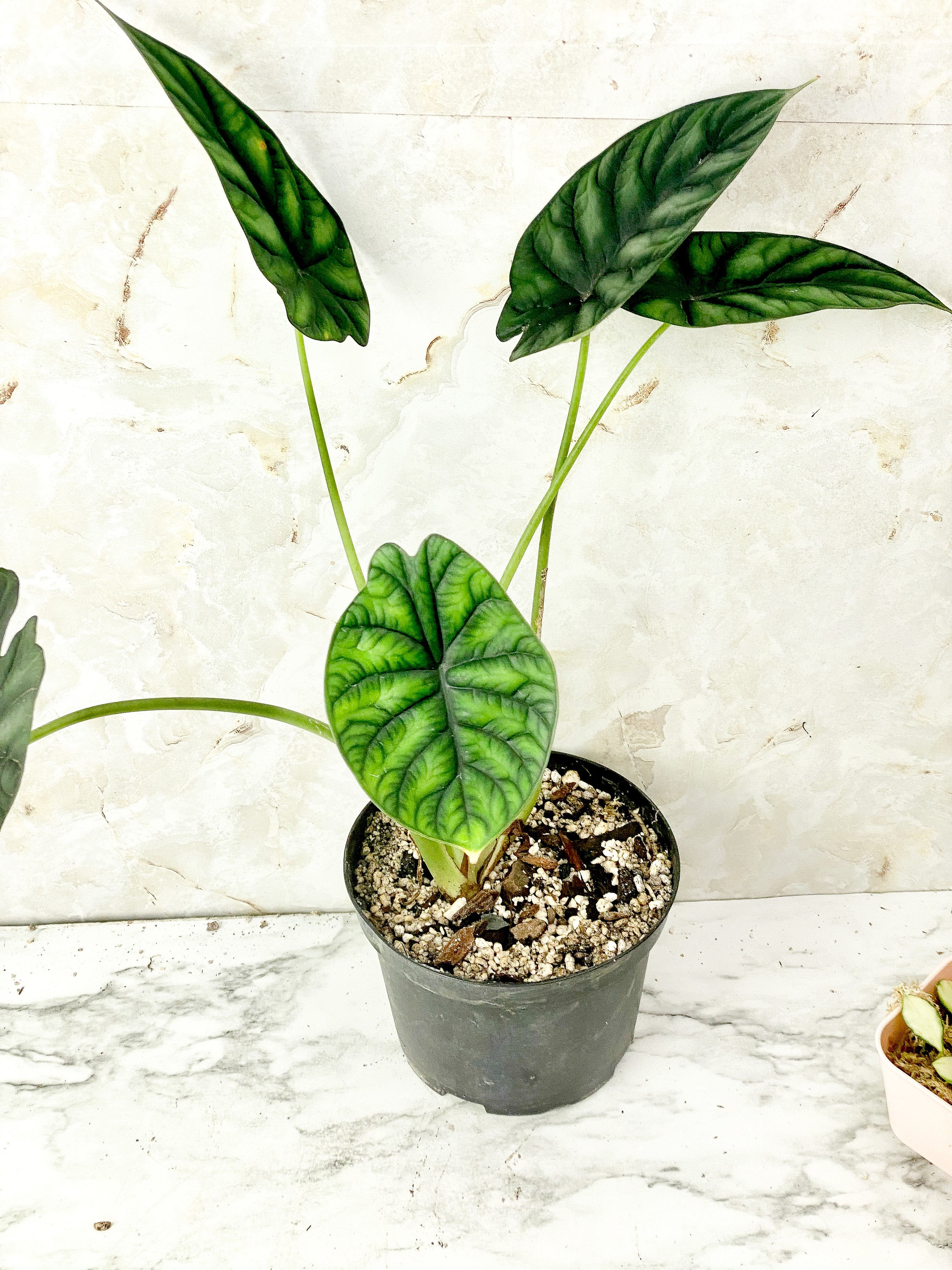 Reserved: Alocasia Dragon Scale