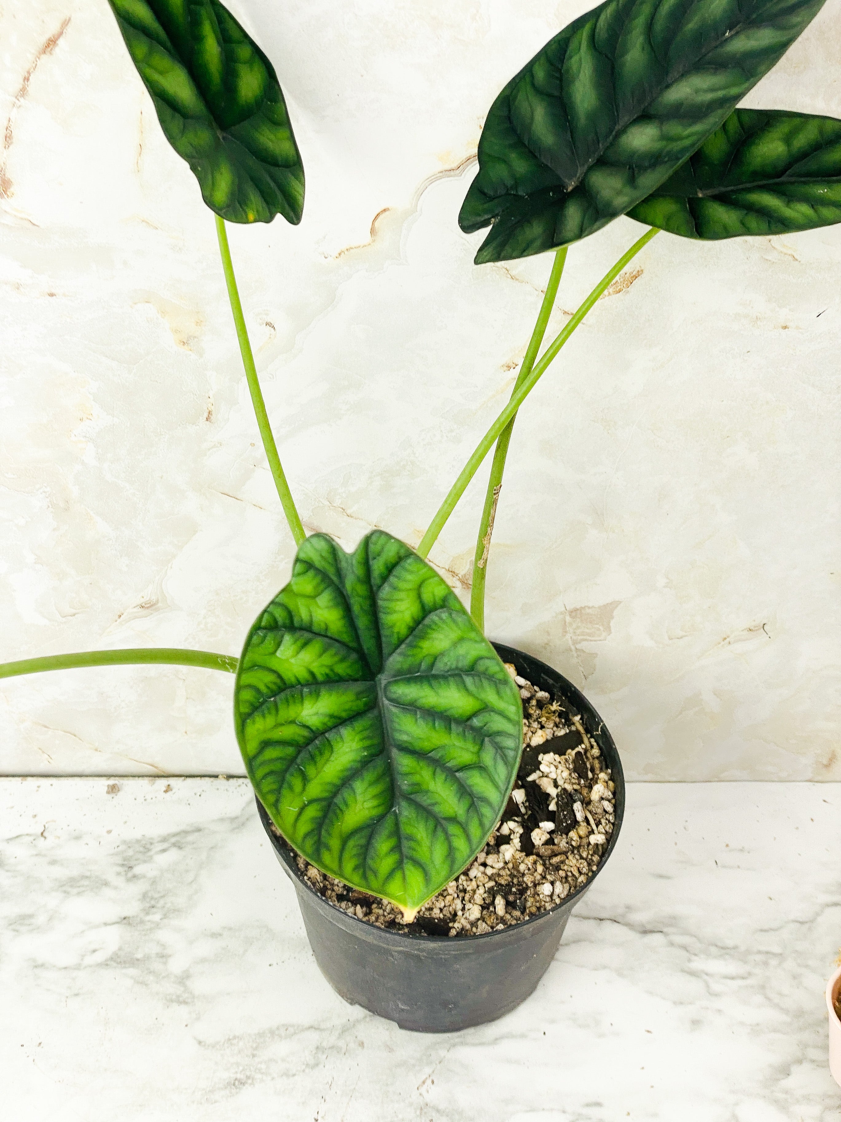 Reserved: Alocasia Dragon Scale