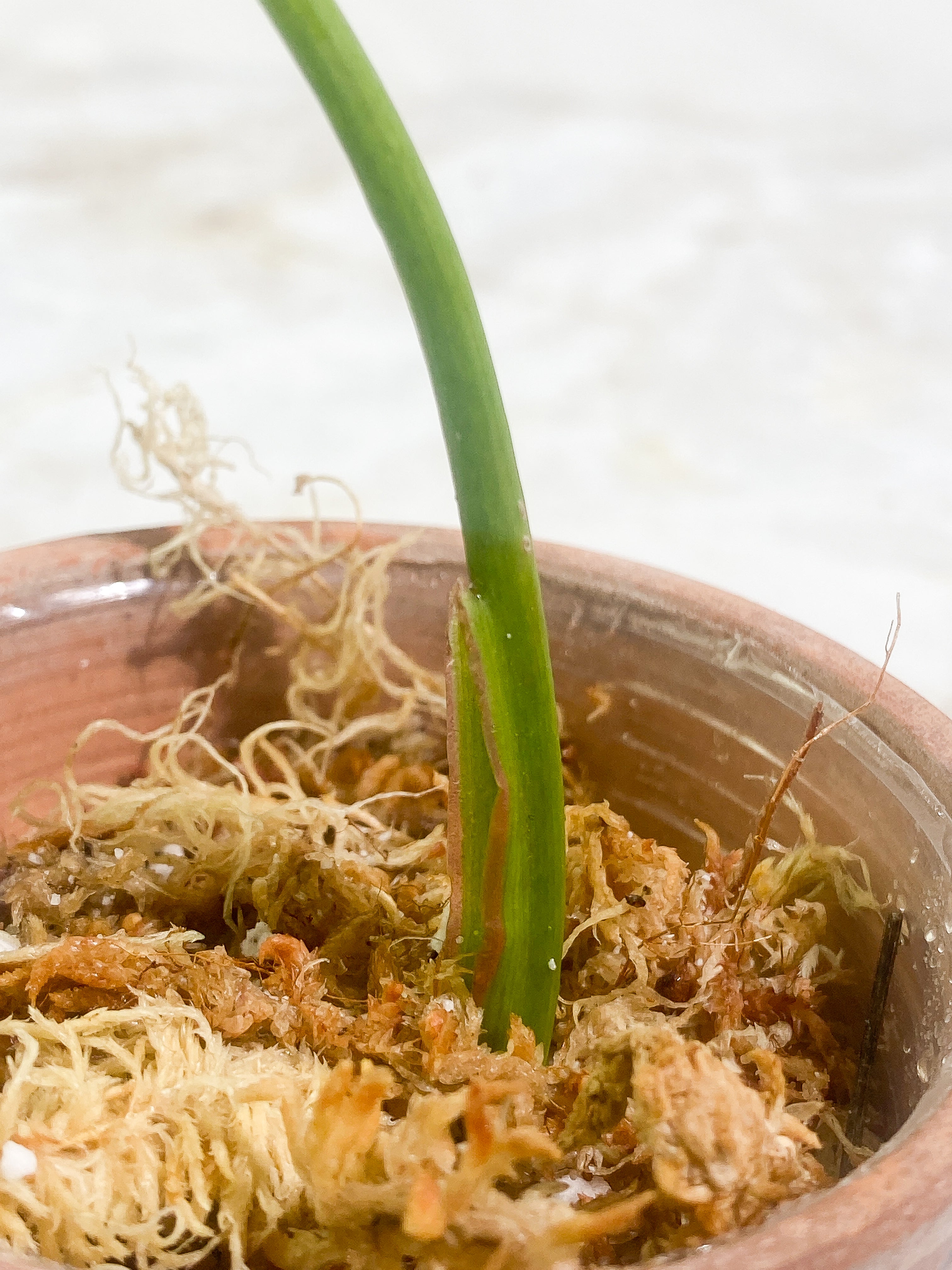 Philodendron White Princess Rooting 1 leaf