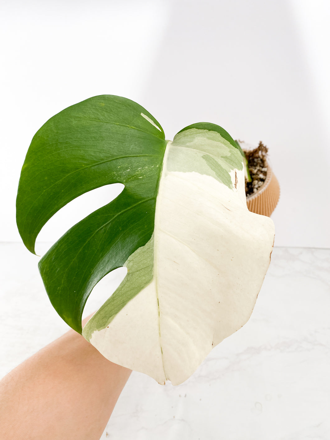 Monstera albo variegata White Tiger Slightly Rooted 1 leaf 1 growing bud