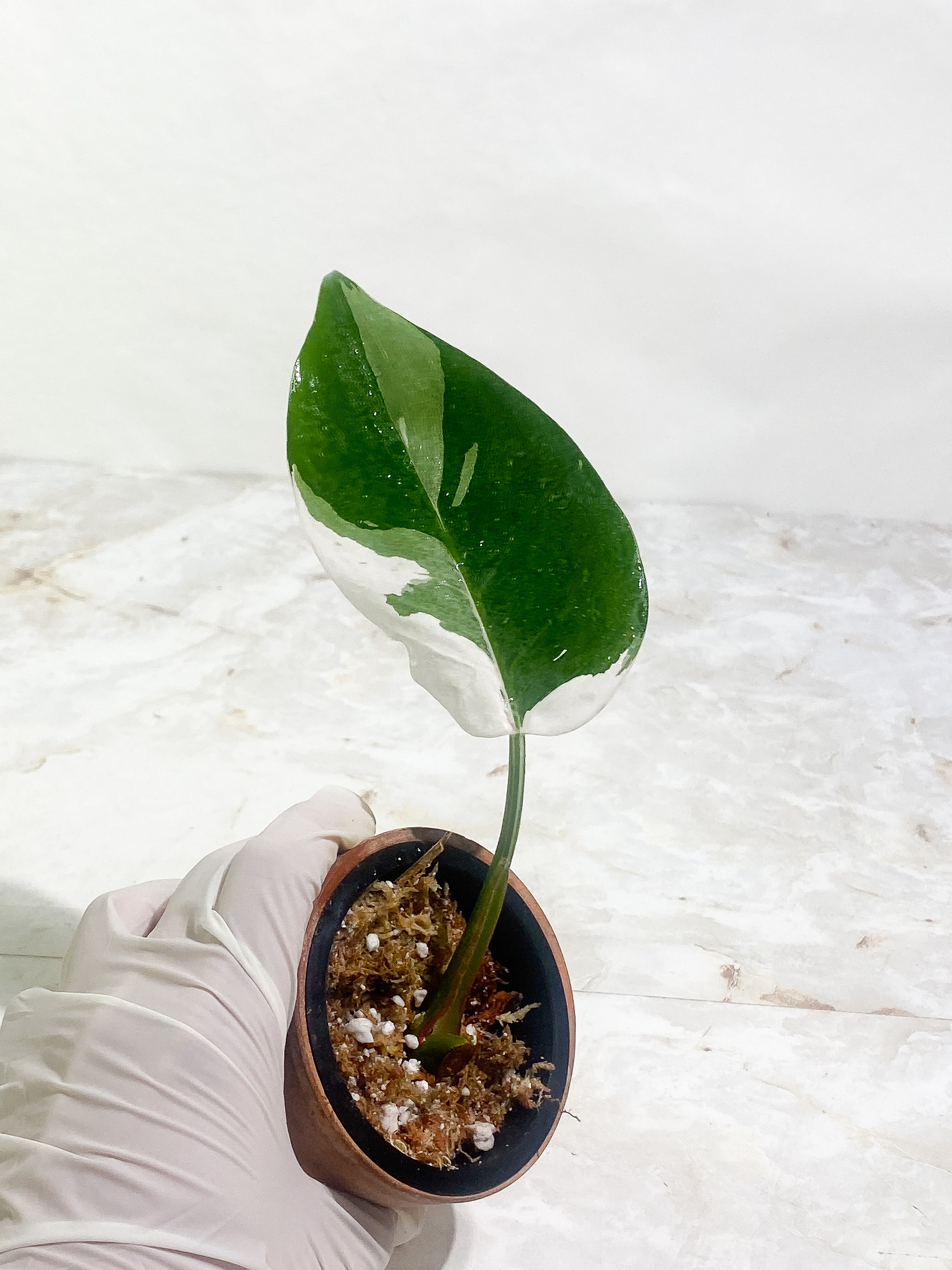 Philodendron White Princess Slightly Rooted 1 leaf Highly Variegated