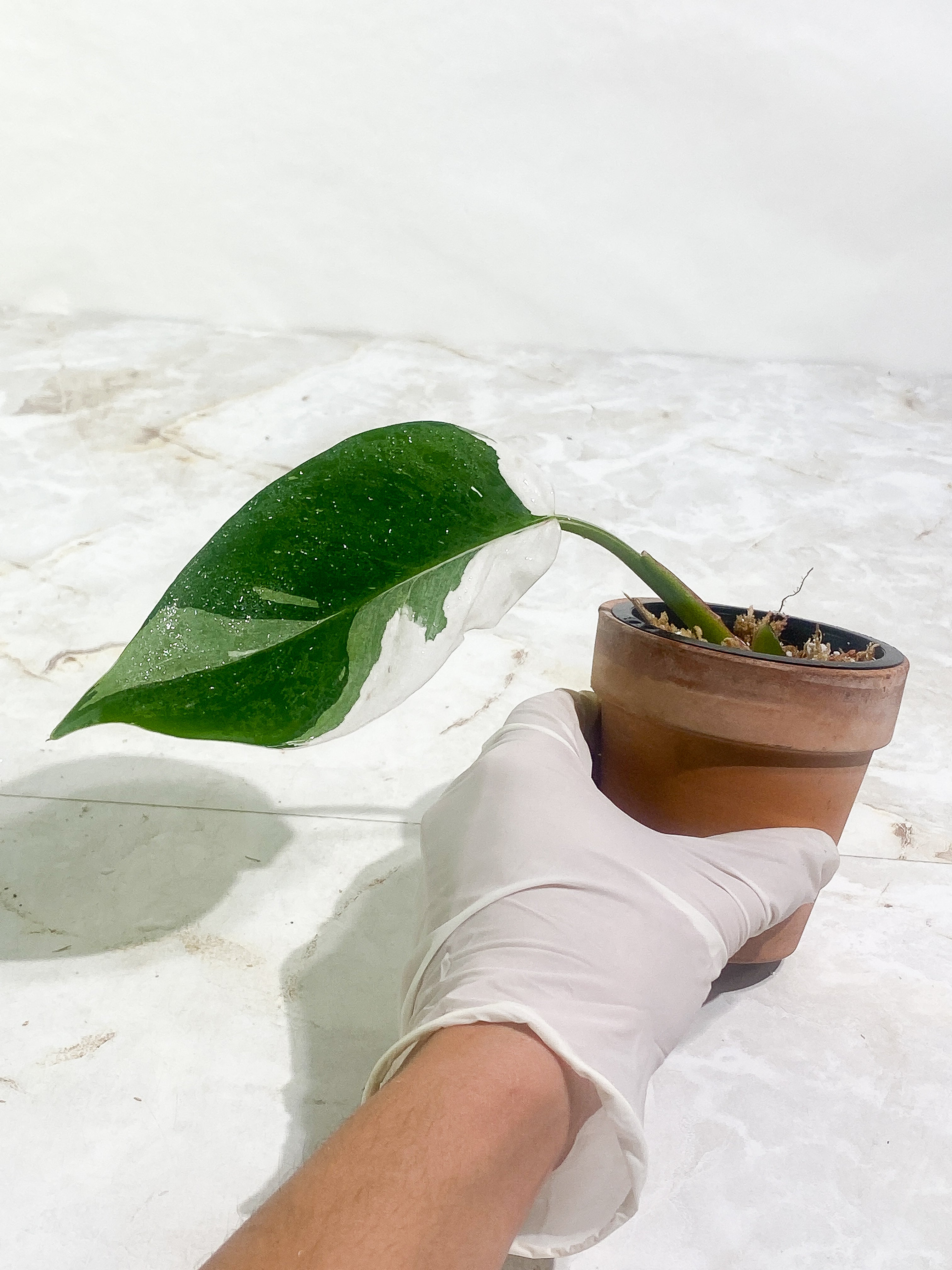 Philodendron White Princess Slightly Rooted 1 leaf Highly Variegated