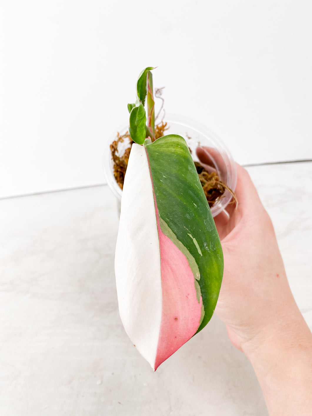 Philodendron White Princess Tricolor 2 leaves 2 nodes Top Cutting
