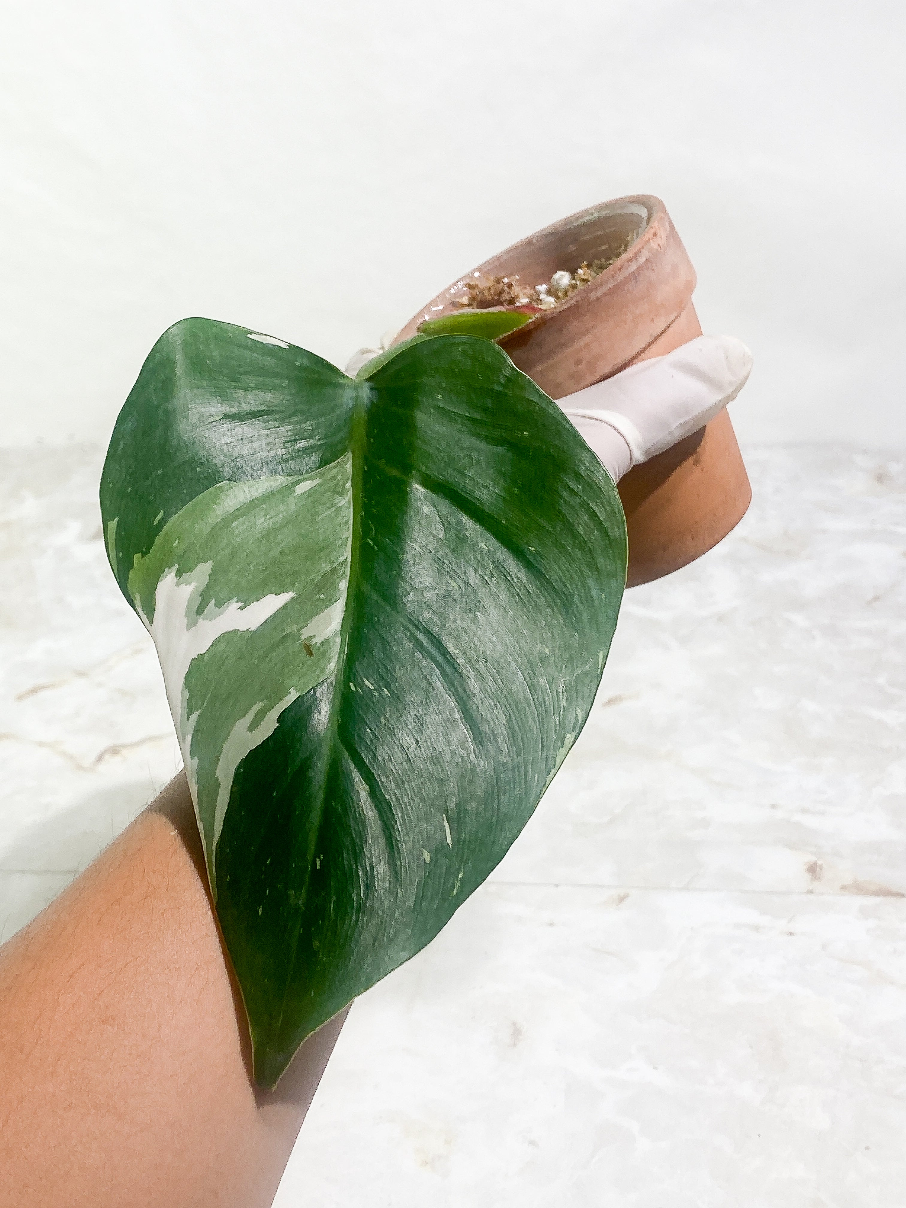 Philodendron White Princess Slightly Rooted 1 leaf Highly Variegated