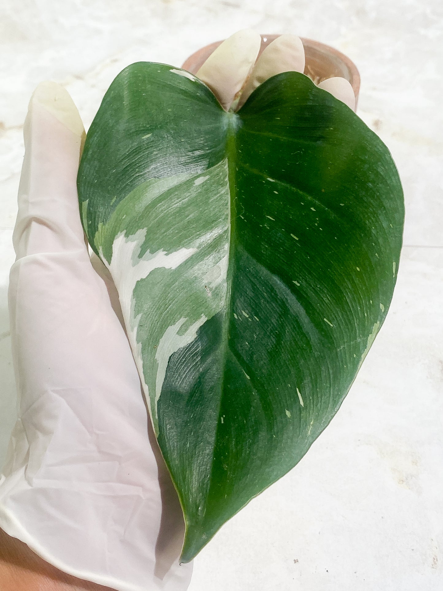 Philodendron White Princess Slightly Rooted 1 leaf Highly Variegated