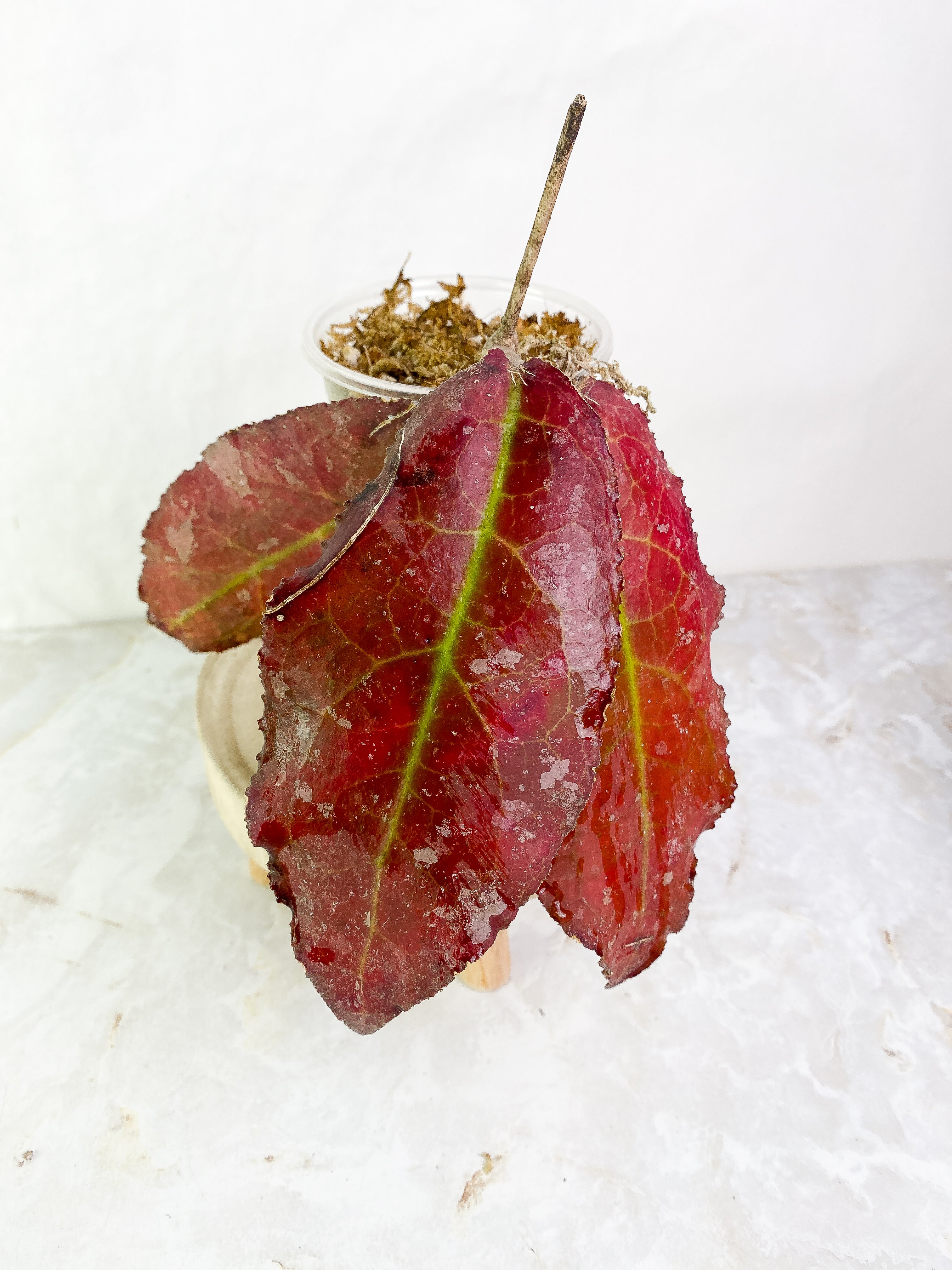 Hoya undulata 3 leaves Rooted sunstressed