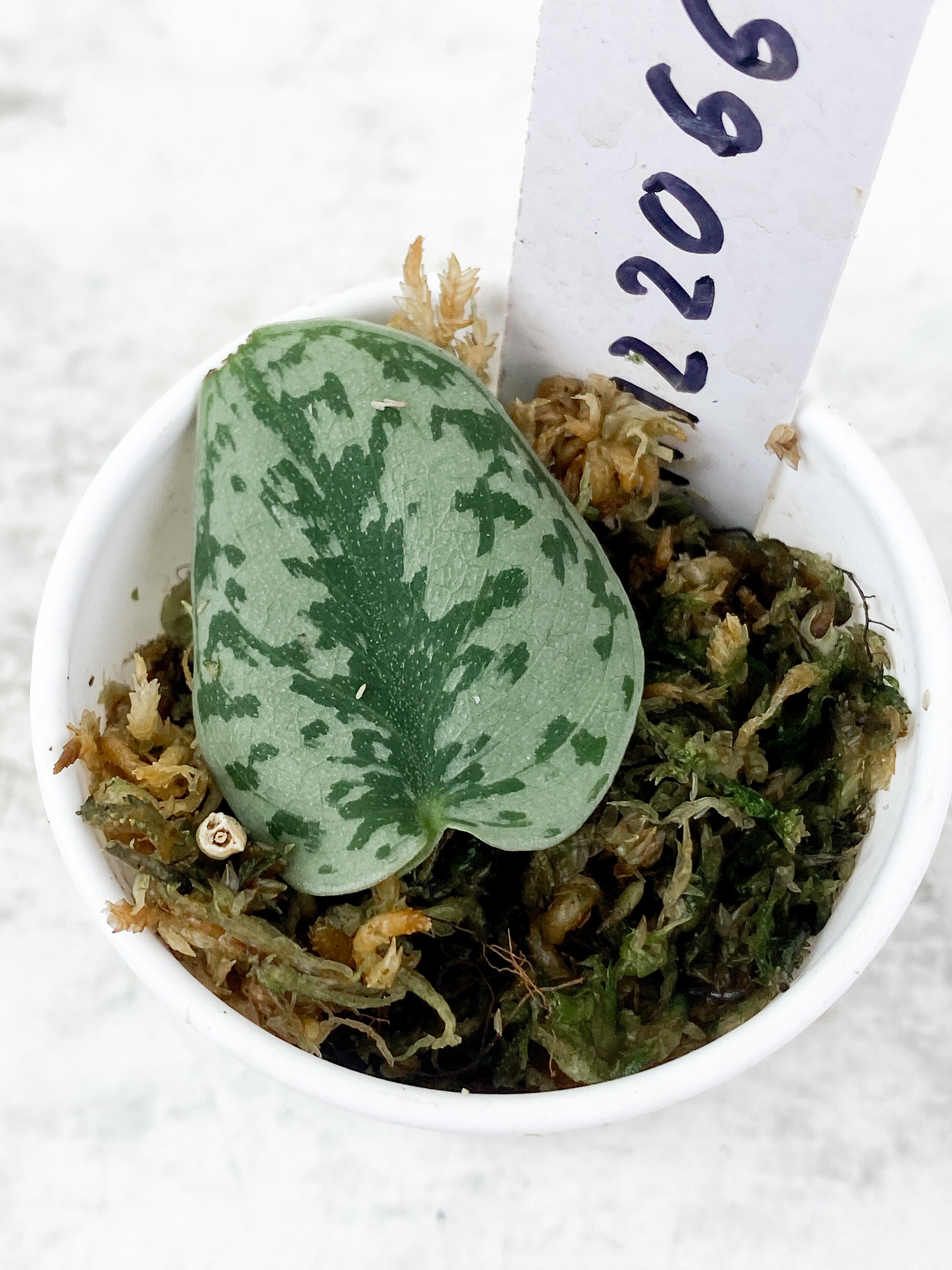 Scindapsus Silver Lady unrooted