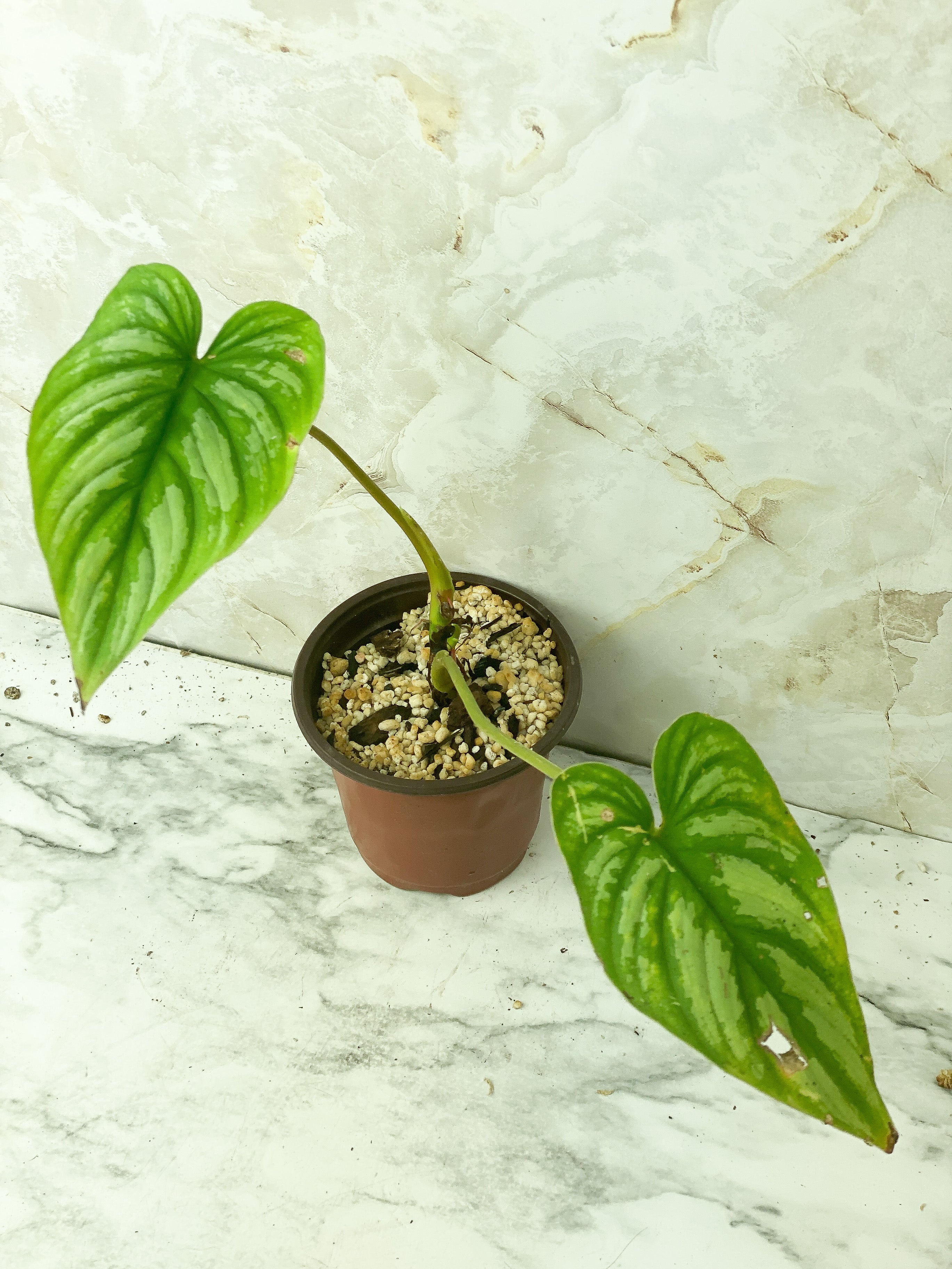 Reserved: Philodendron mamei silver rooted $65