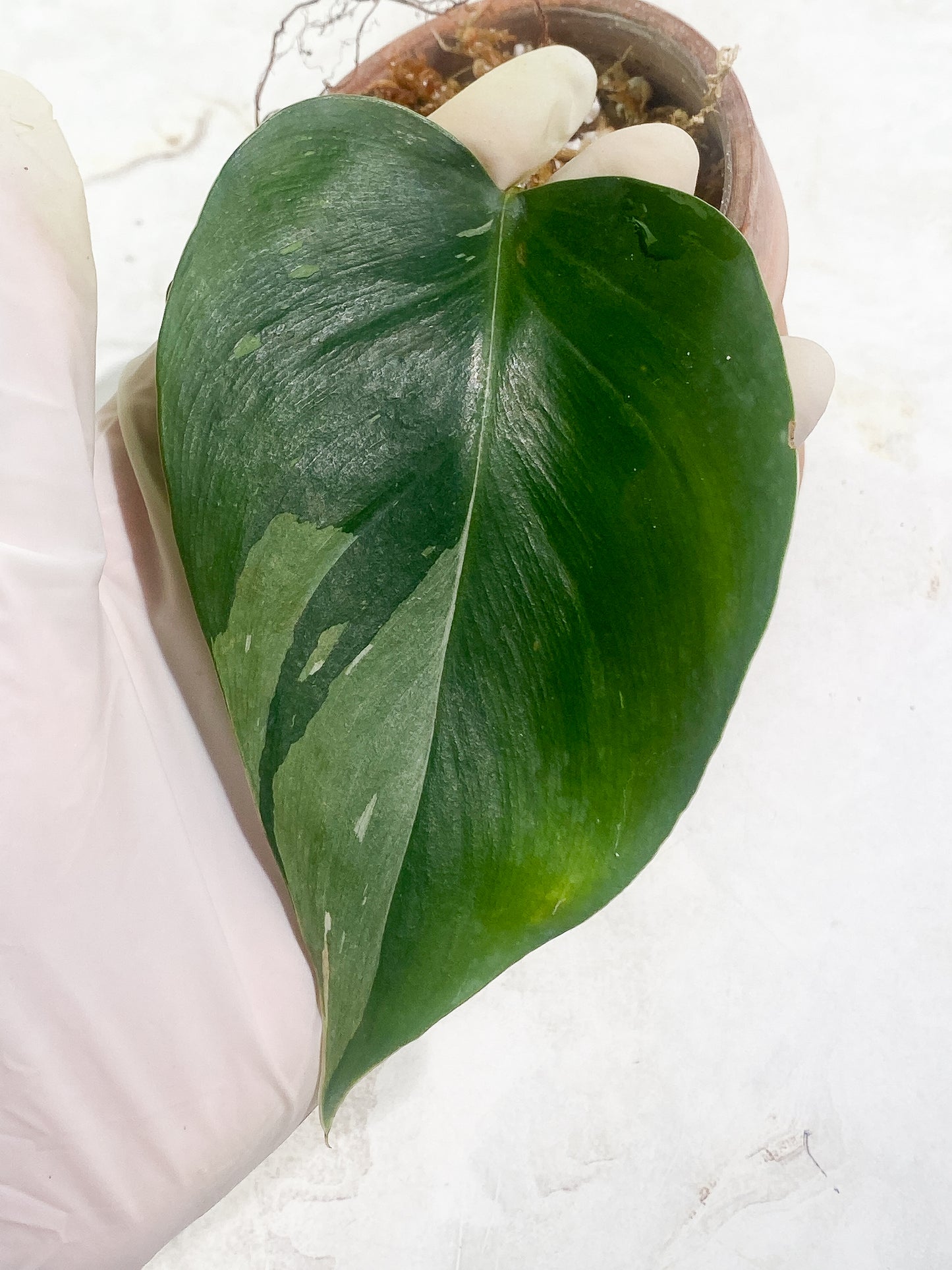 Philodendron White Princess Rooting  1 leaf